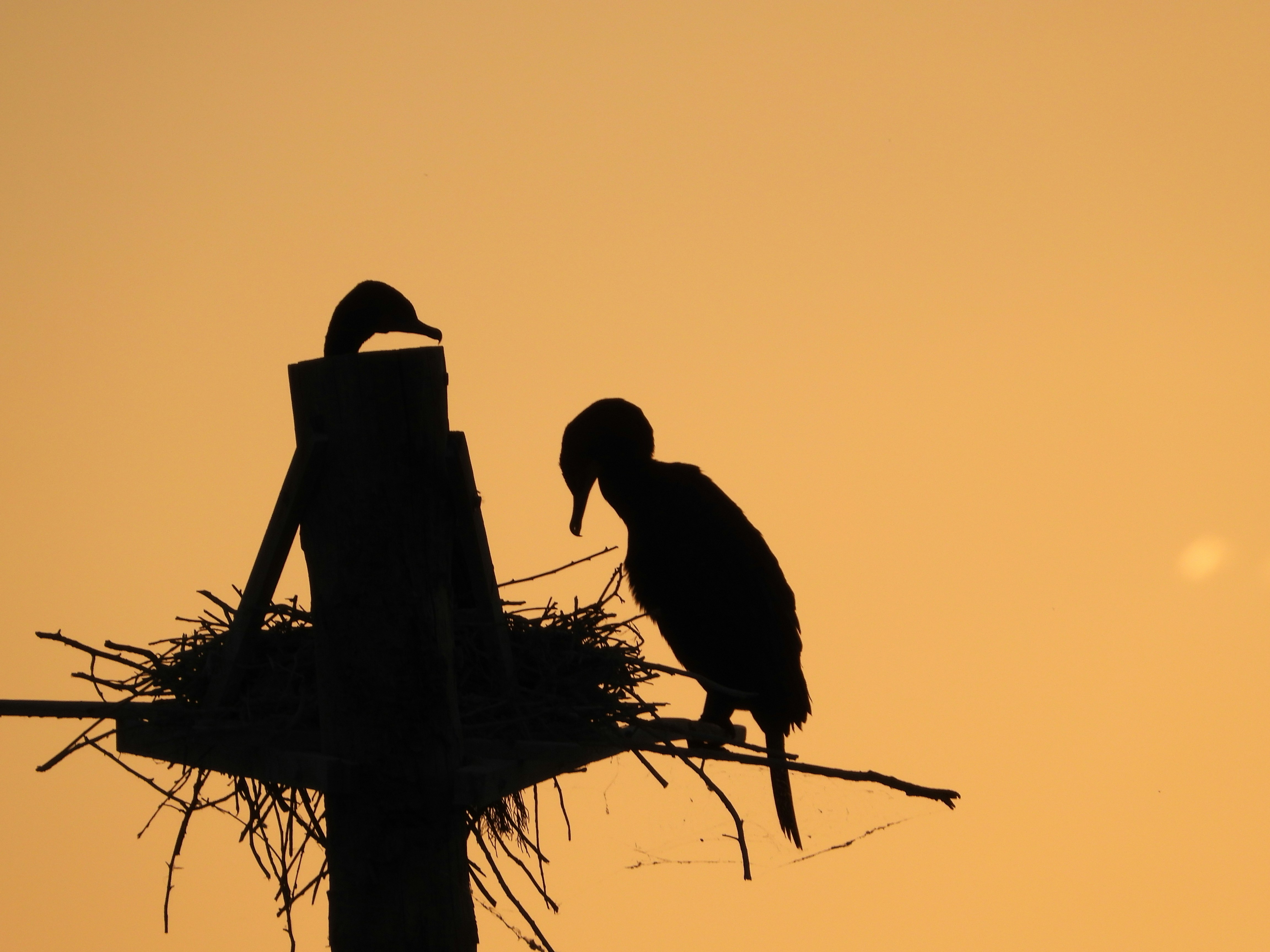 Photo by evergreene24