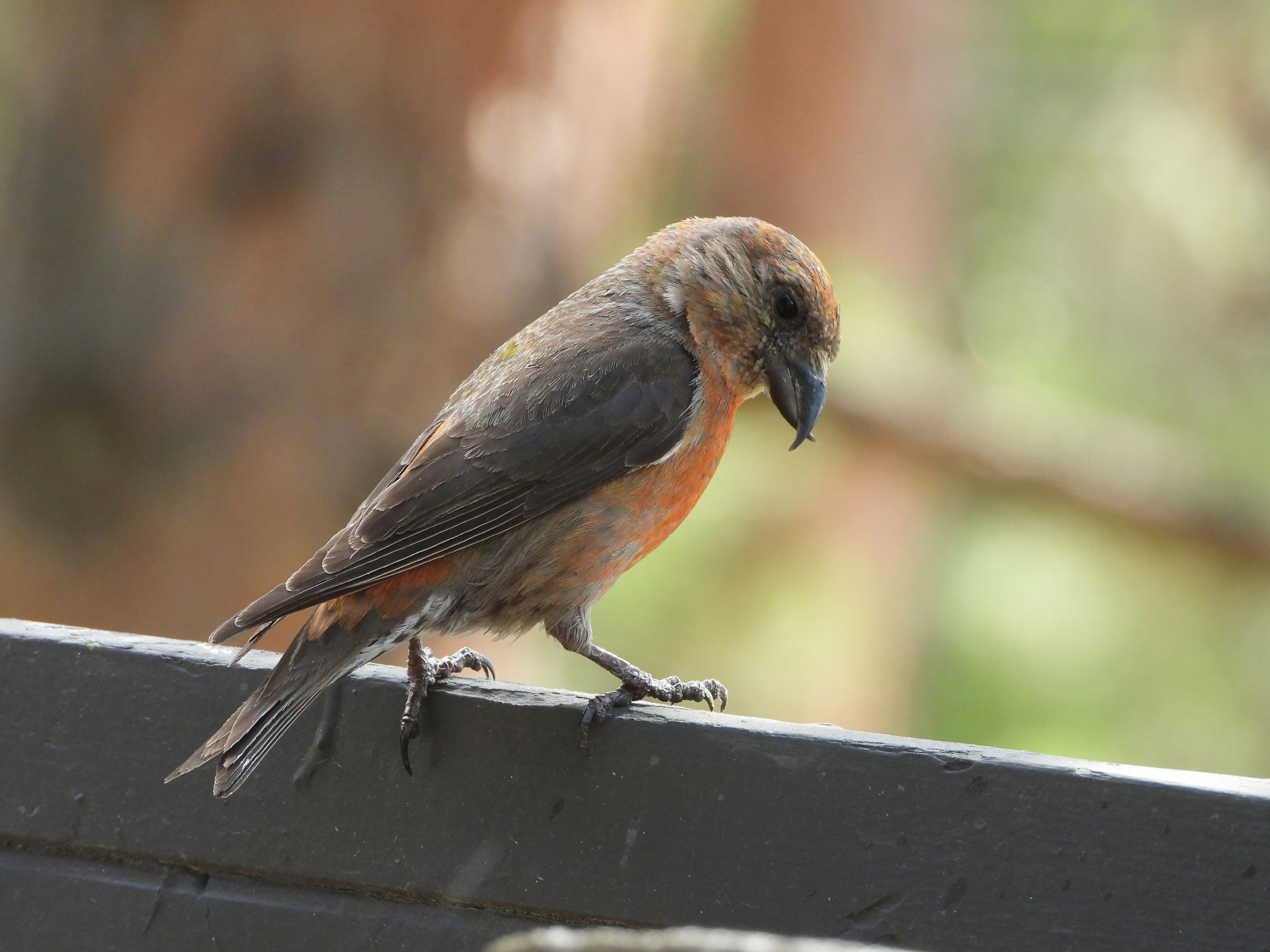 Photo by evergreene24