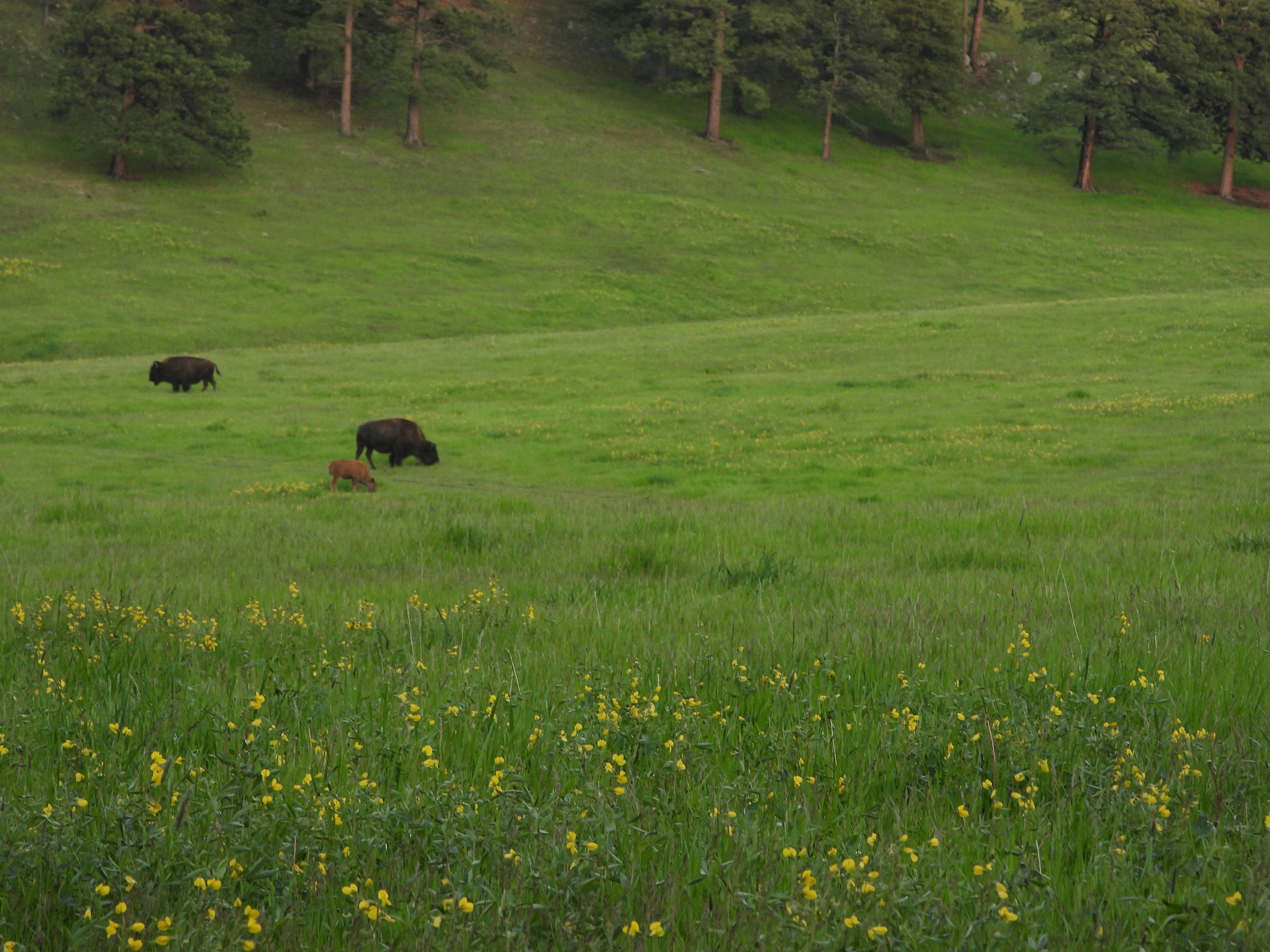 Photo by evergreene24