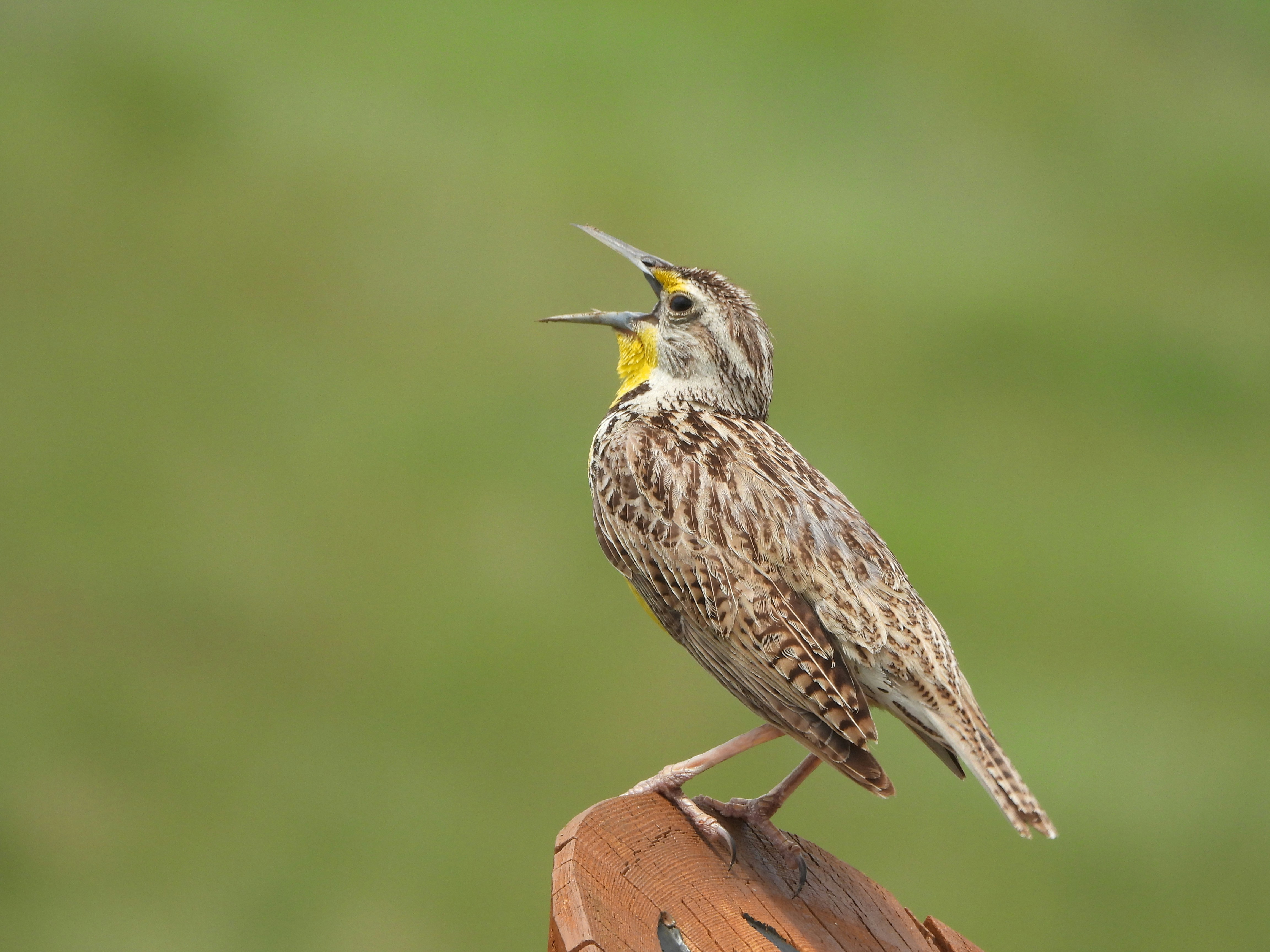 White-browed Meadowlark