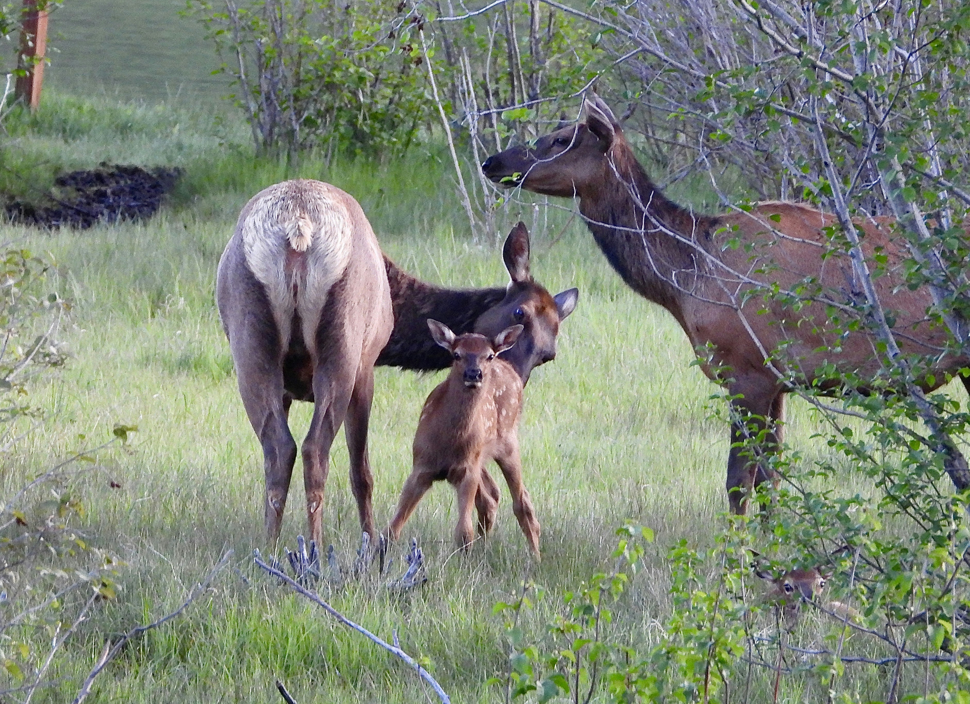 Photo by evergreene24