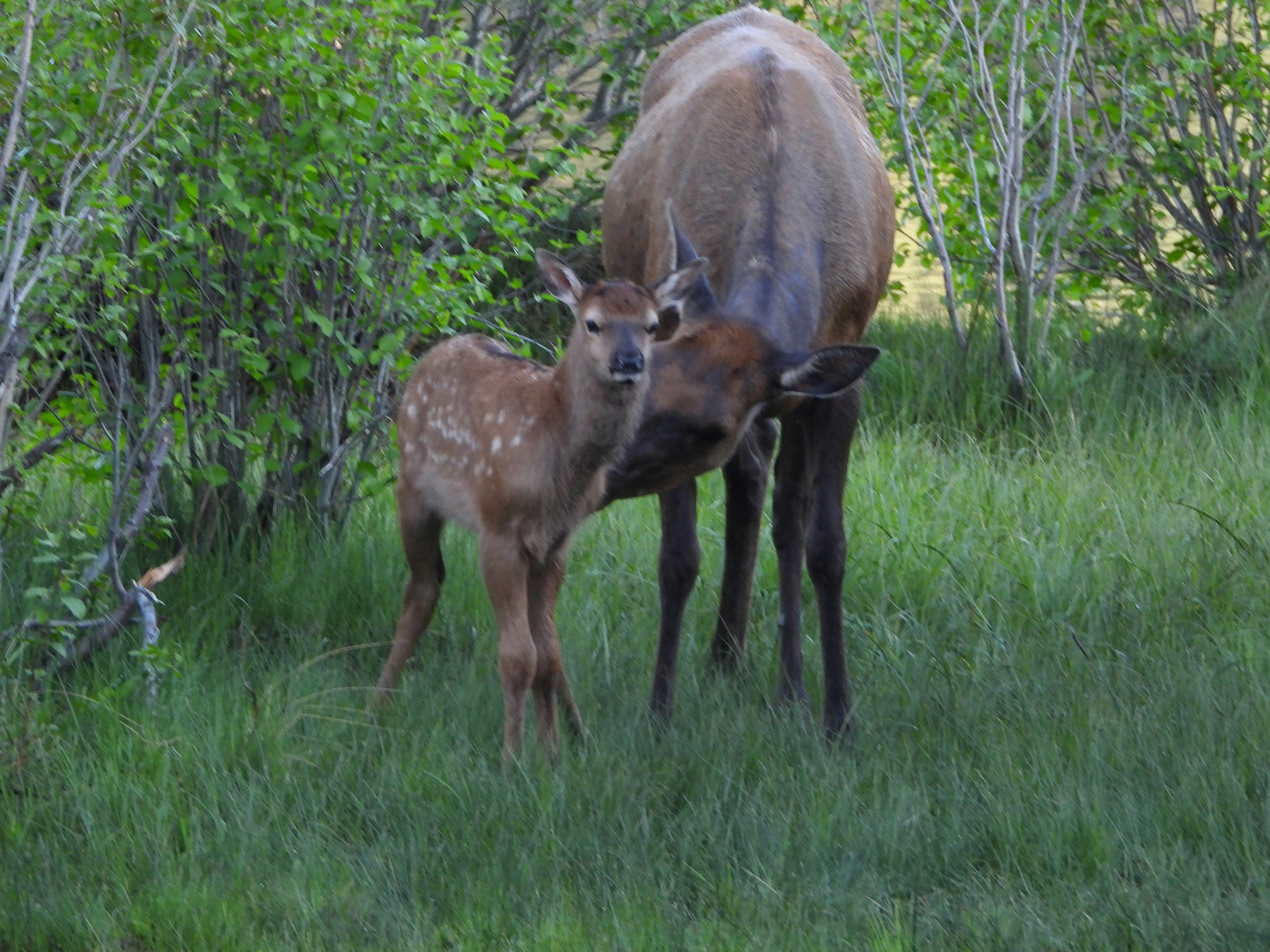 A mother elk nuzzles her calf in the grass. photo – Free Image on Unsplash, image size:3000x2250