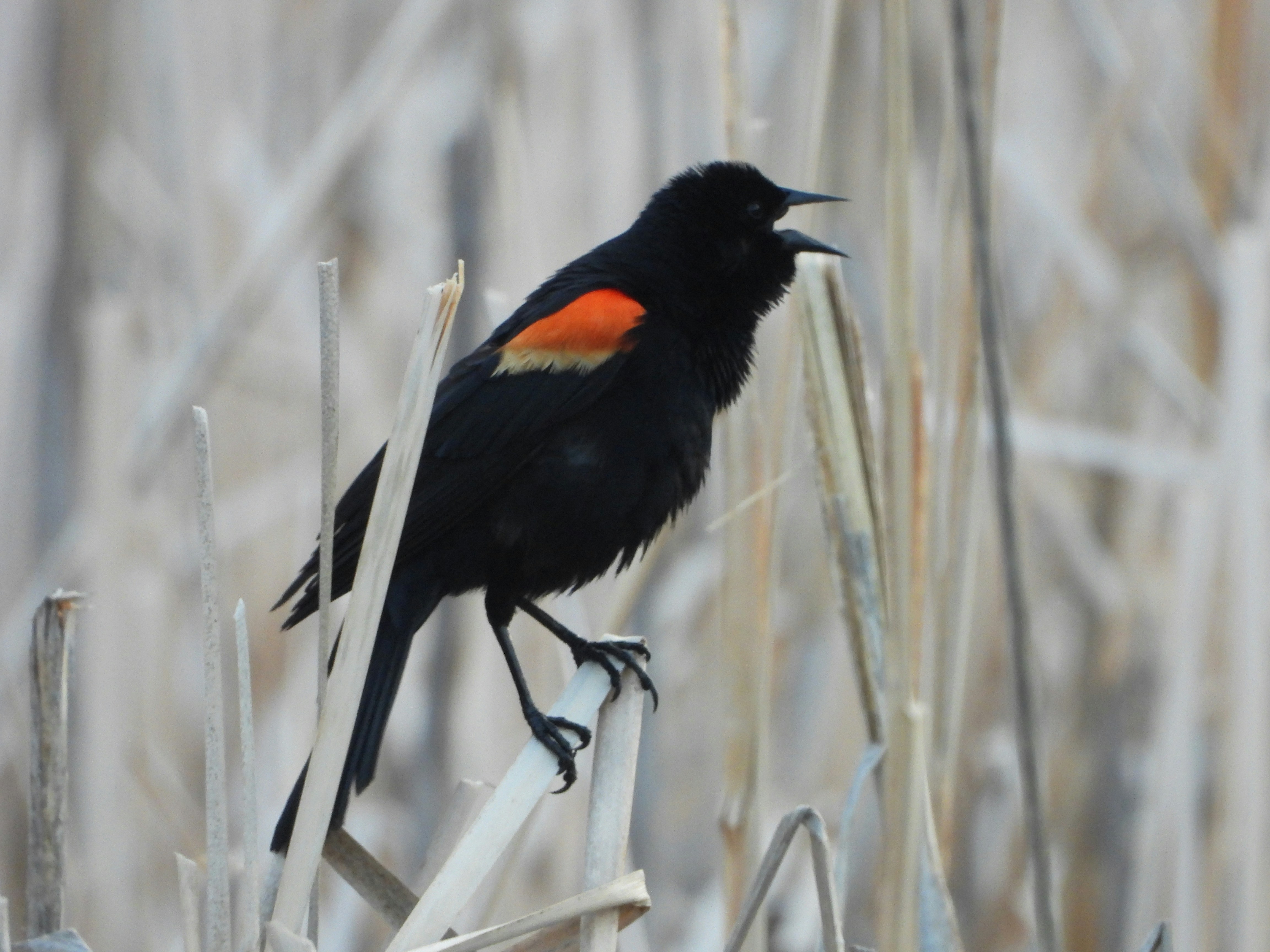 Photo by evergreene24