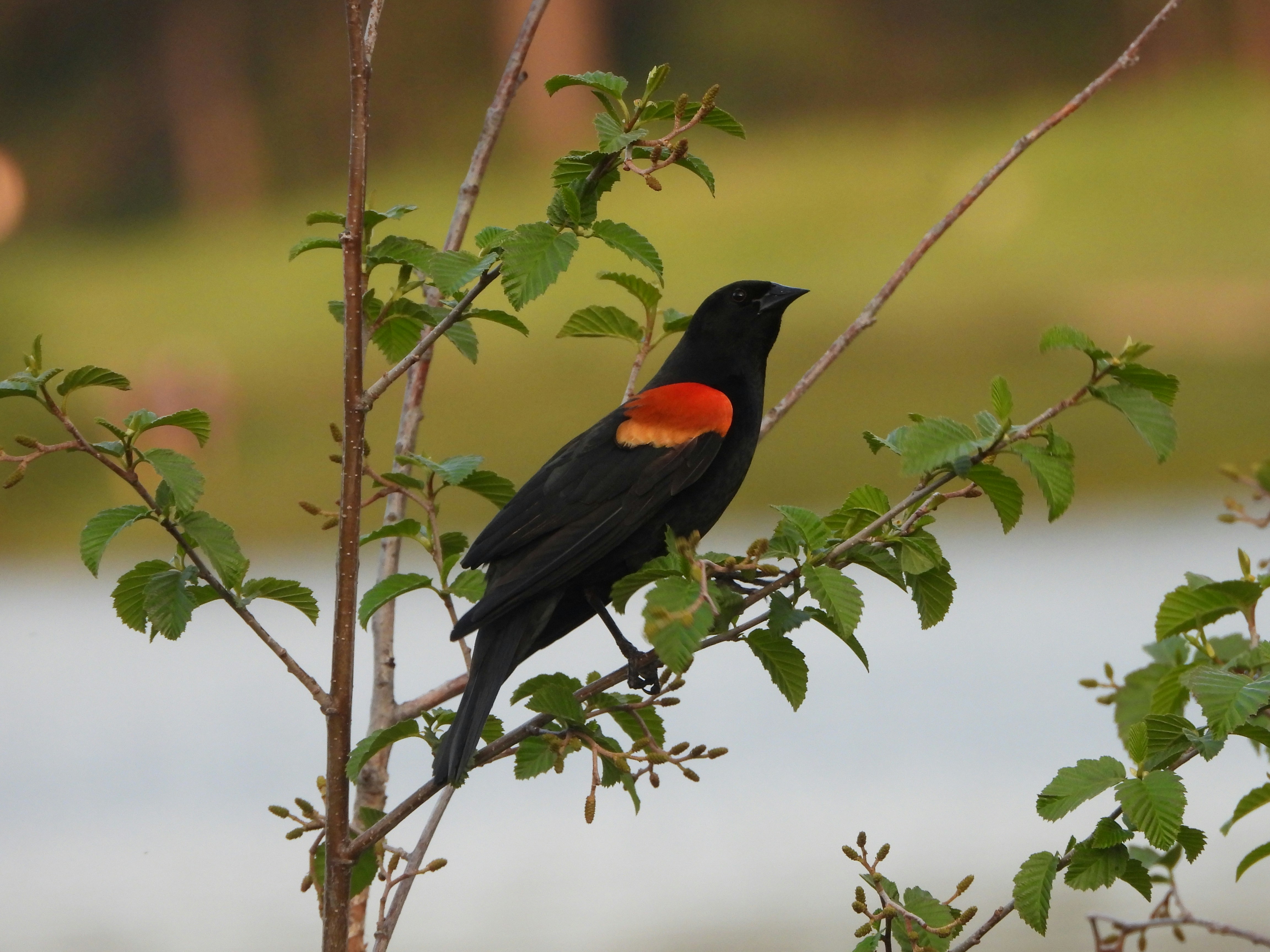 Photo by evergreene24