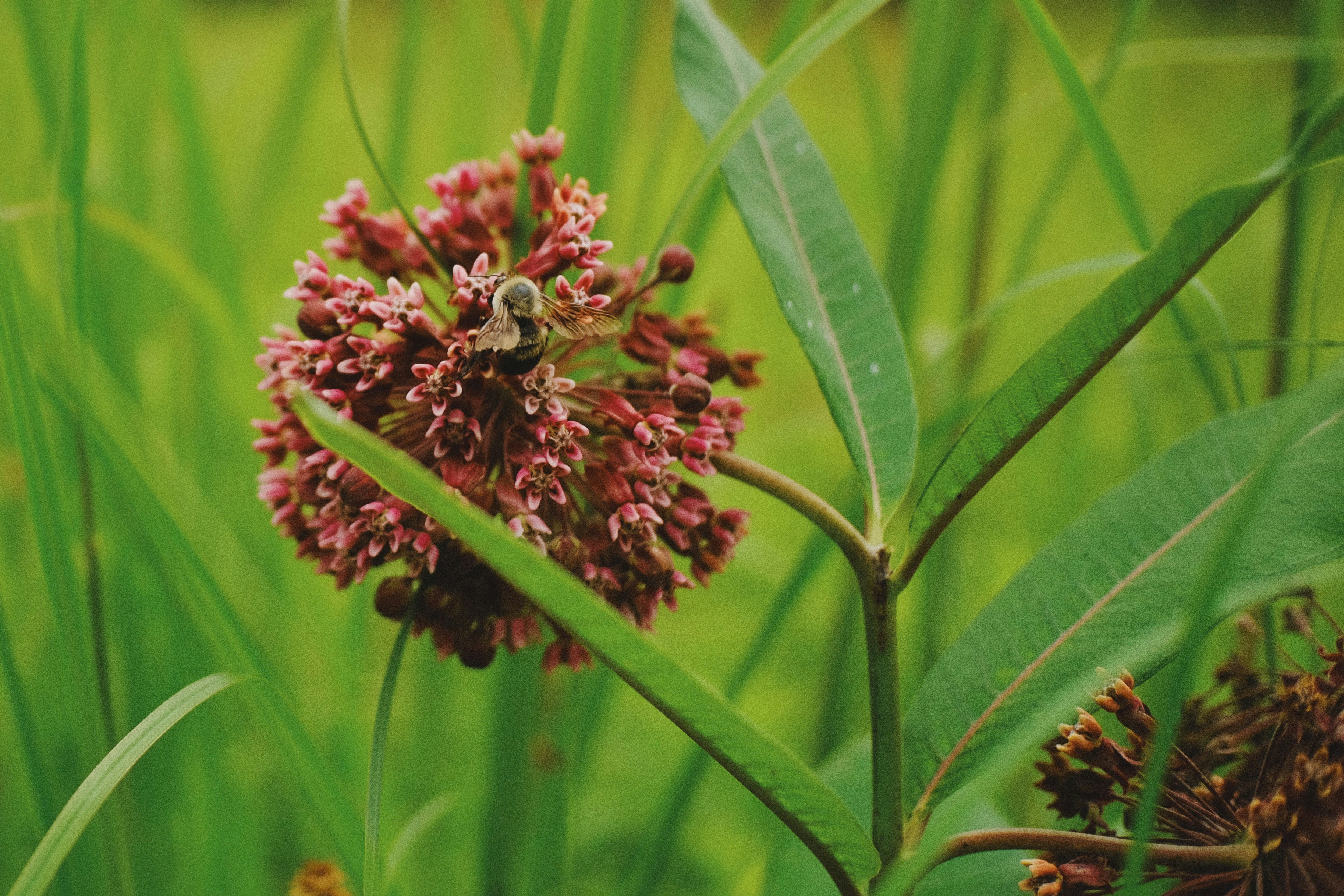 Eine Biene ist auf einer rosa Blume auf der Wiese.