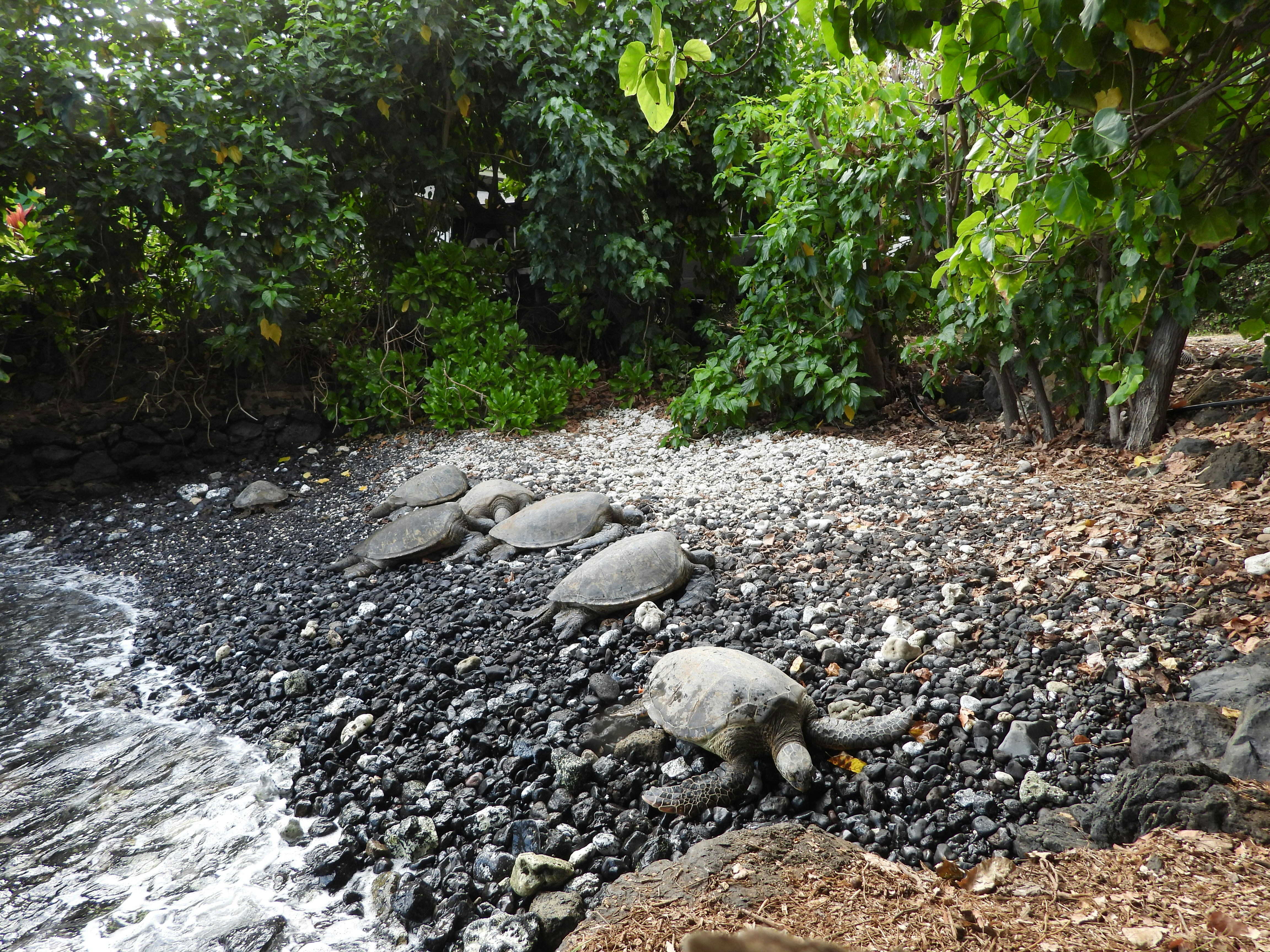 Photo by evergreene24