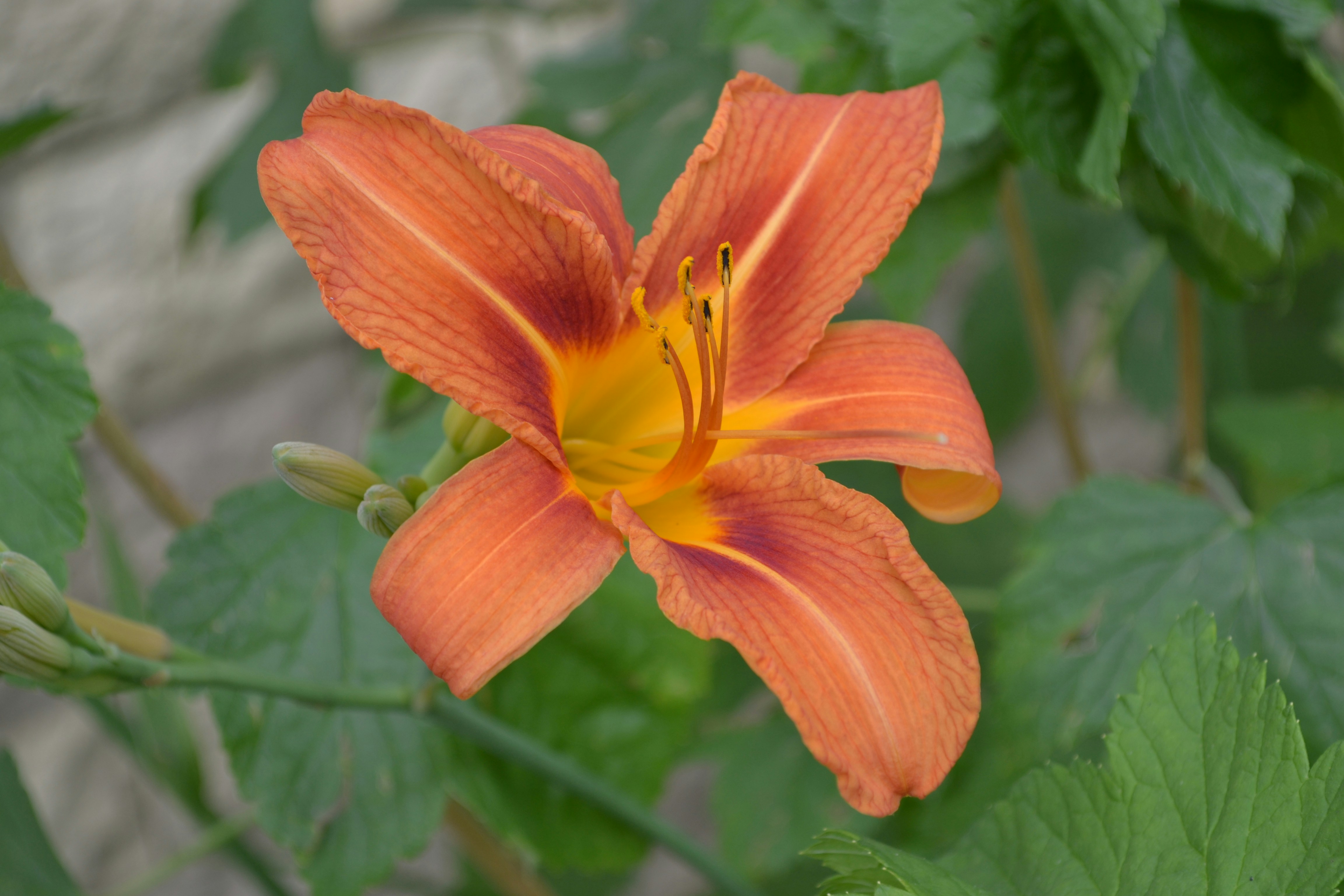 Photo by eugenegrunge