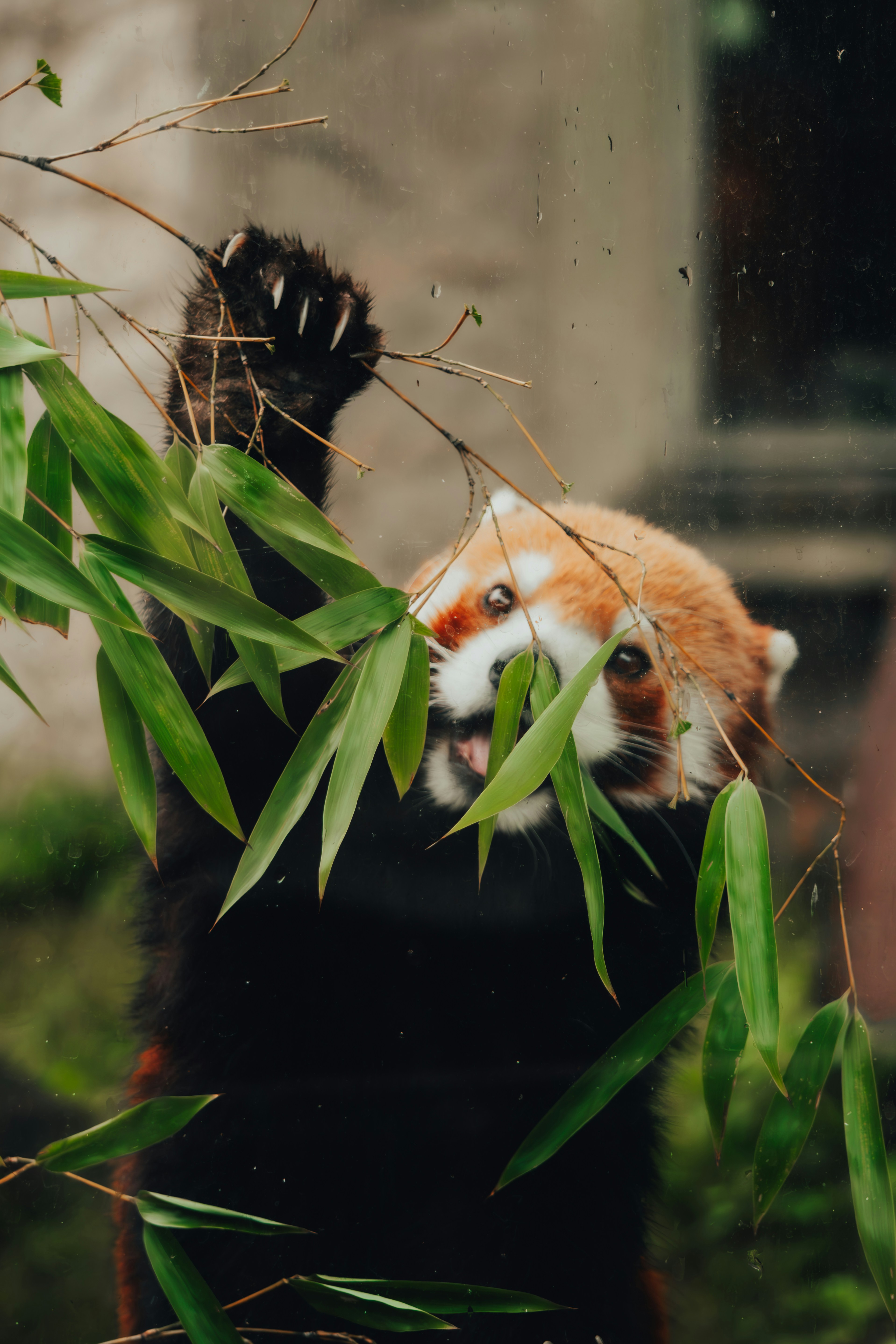 A red panda enjoys eating bamboo leaves.