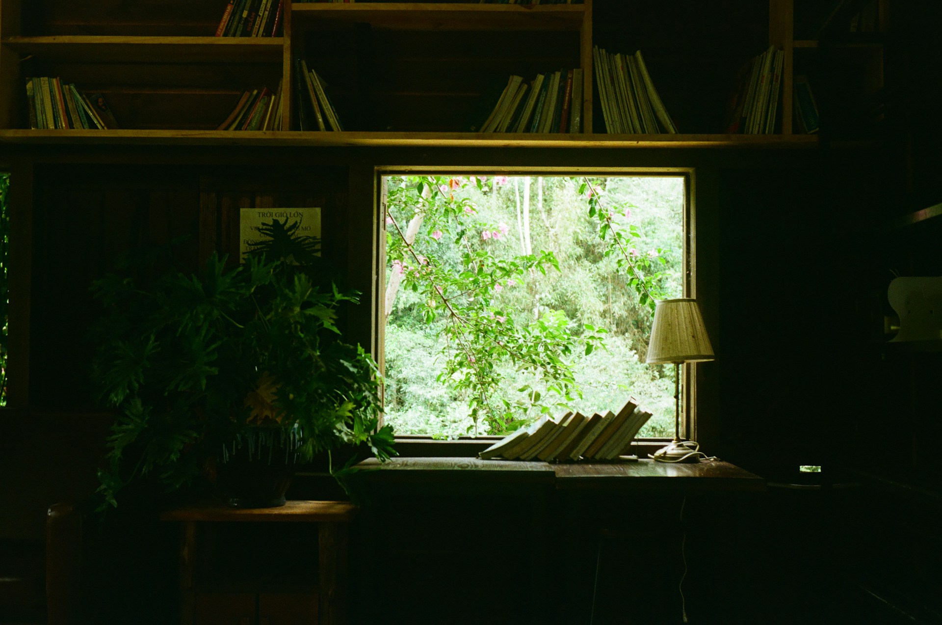 A window with greenery and books.