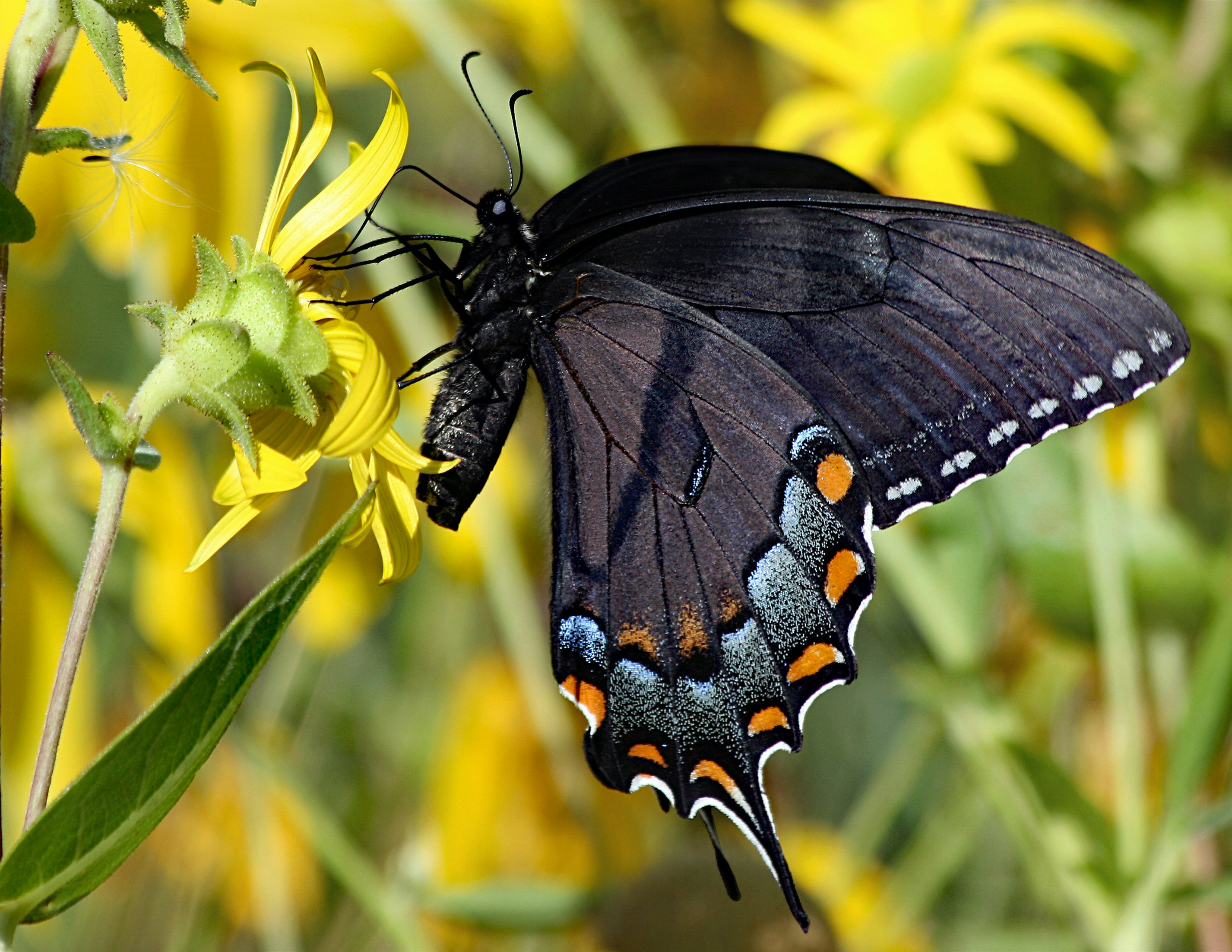 Photo by telliottmbamsc