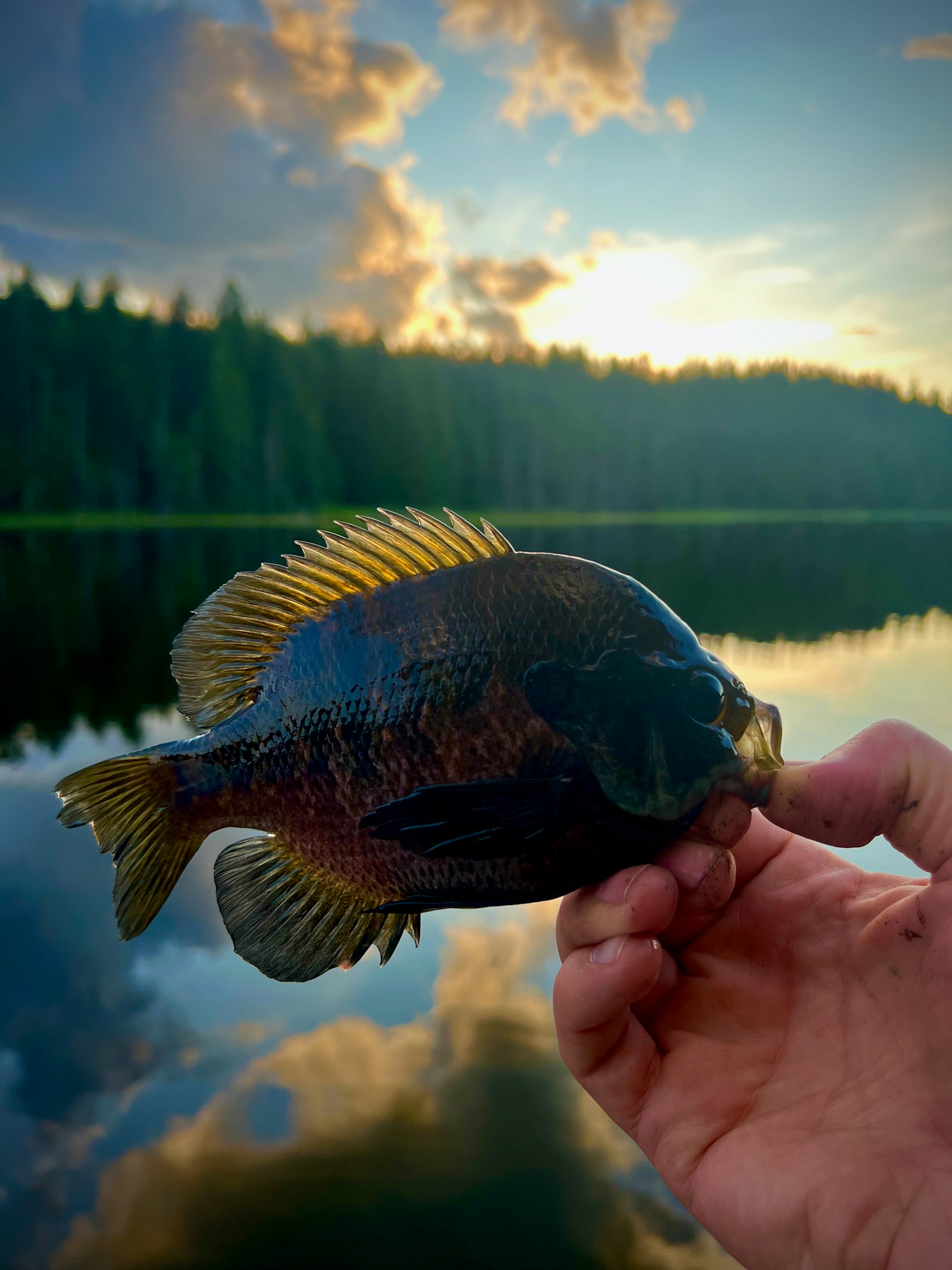 Angler holding a large bluegill at a mountain lake at sunset