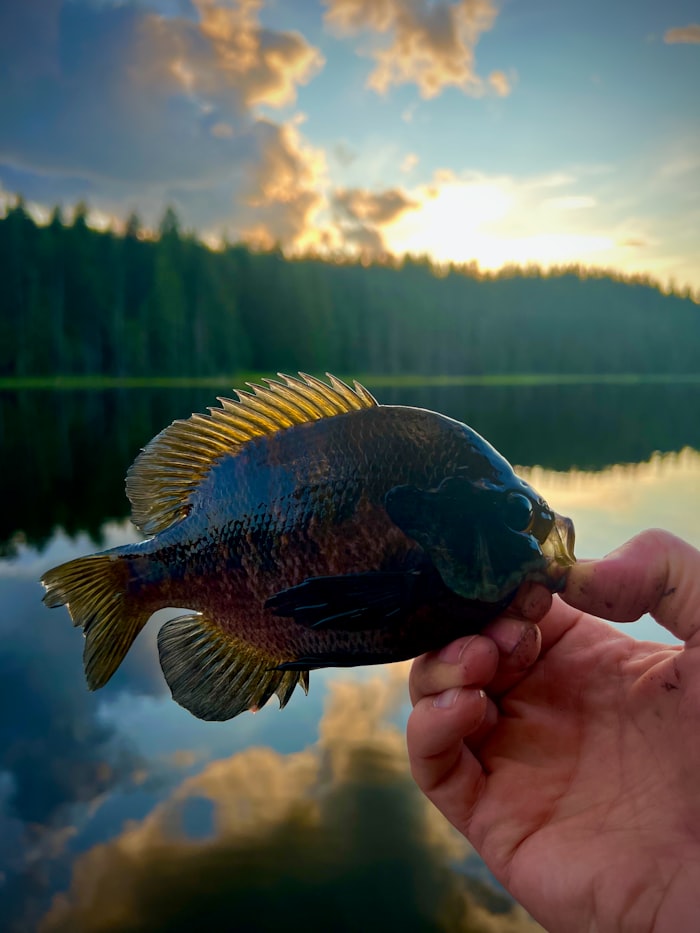 Angler holding a large bluegill at a mountain lake at sunset