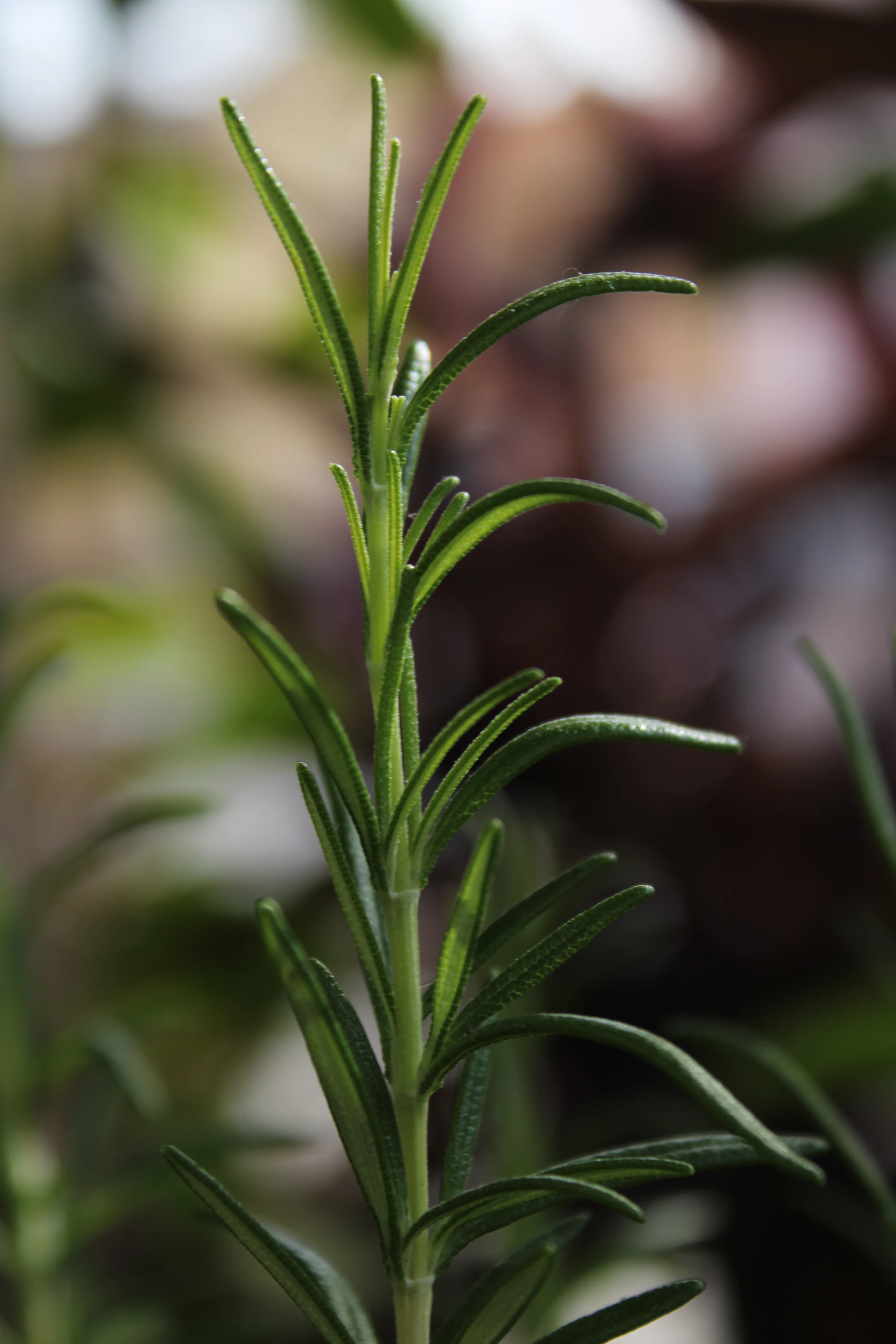 Rosemary sprig is growing up close.