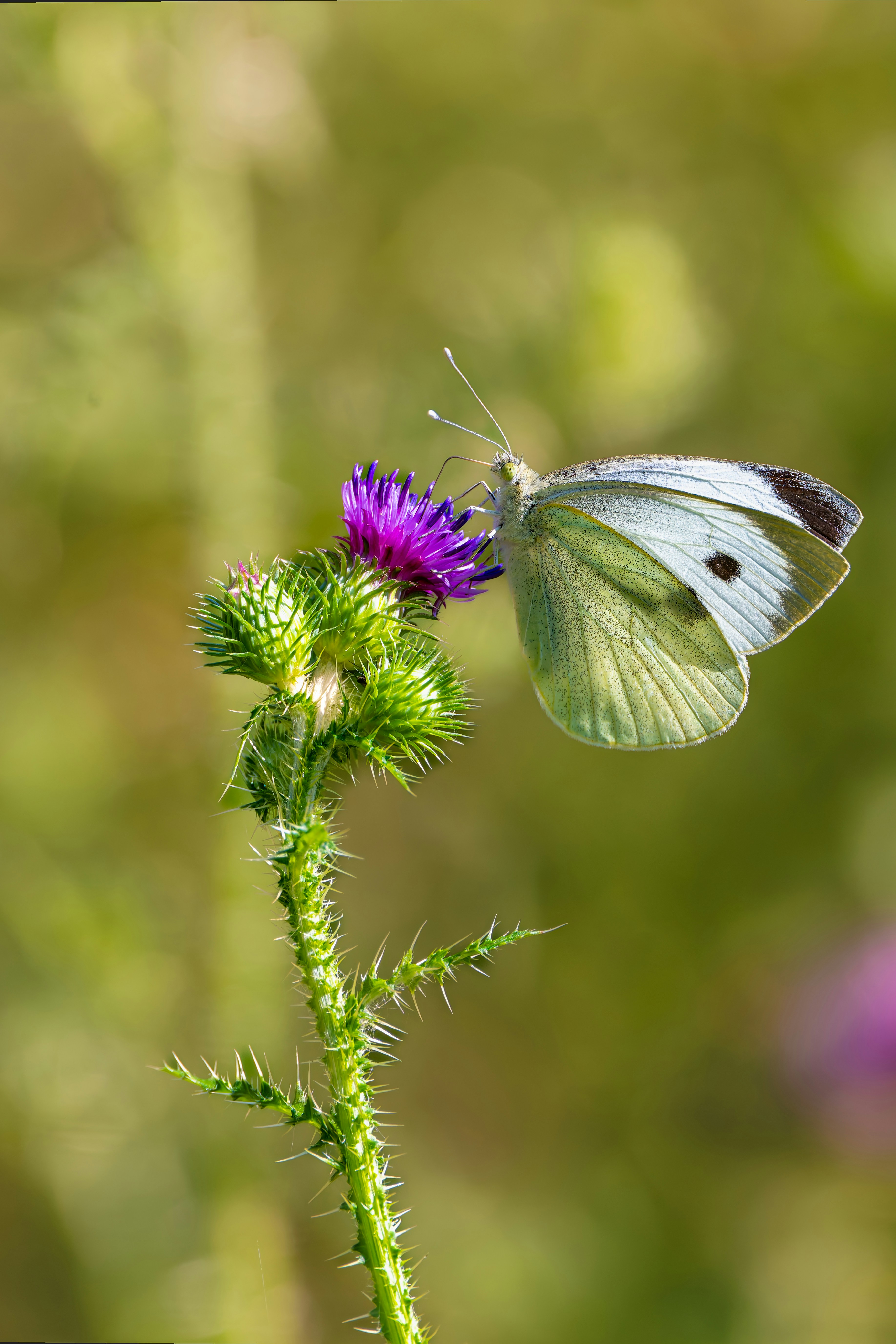 Photo by siegfriedpoepperl