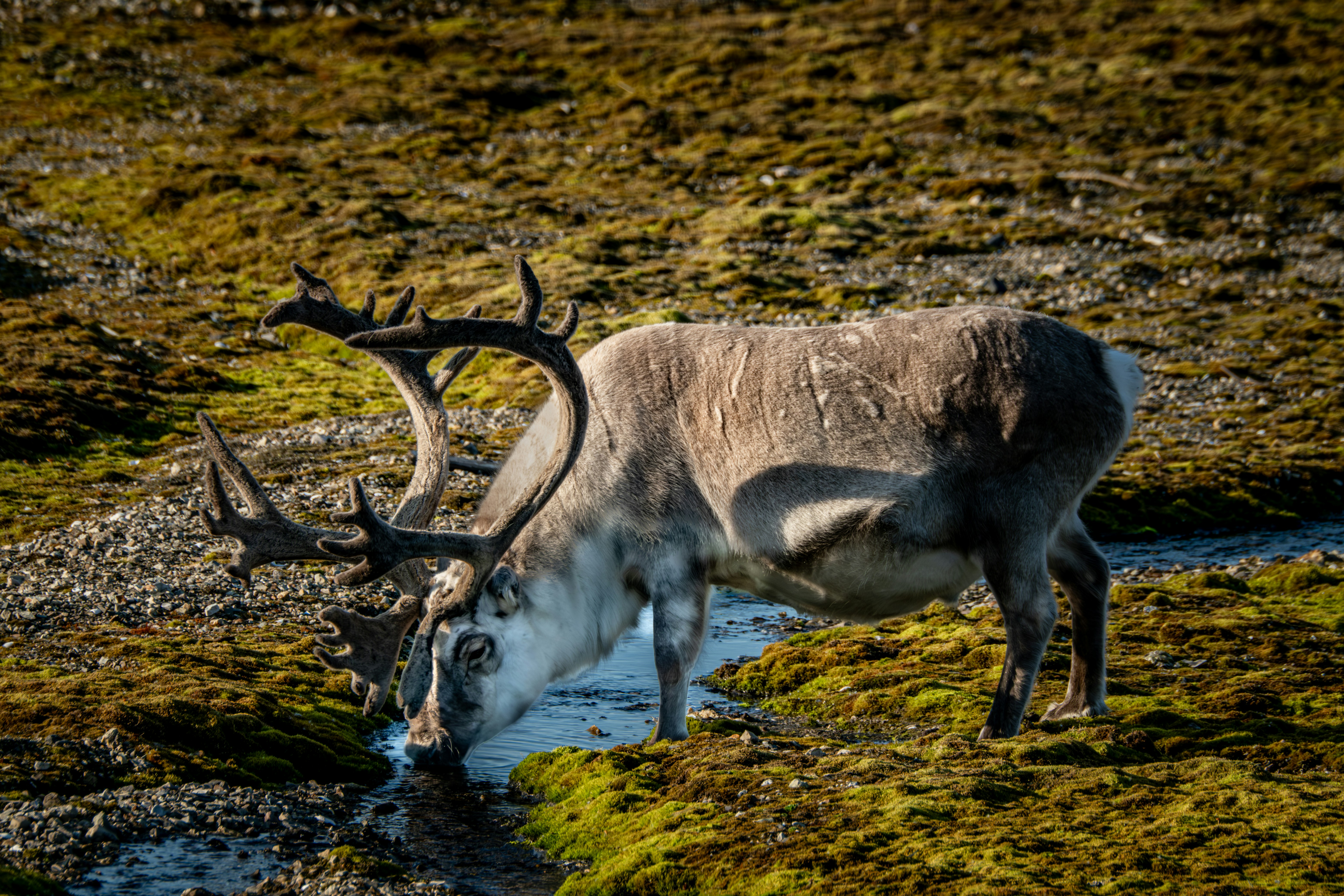 Photo by francesco_ungaro