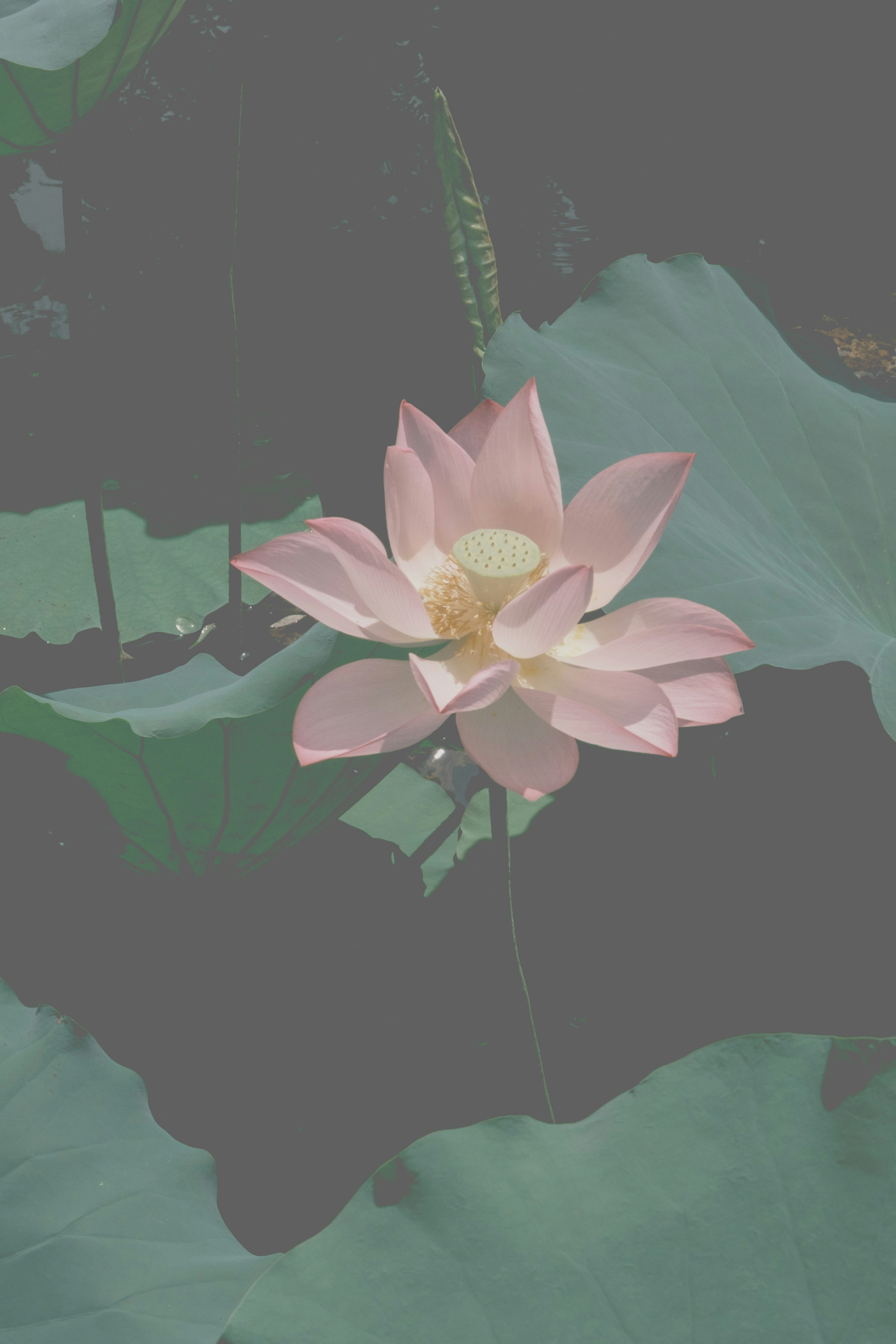 水面には美しいピンク色の蓮の花が咲きます。の写真 – Unsplashの紫の