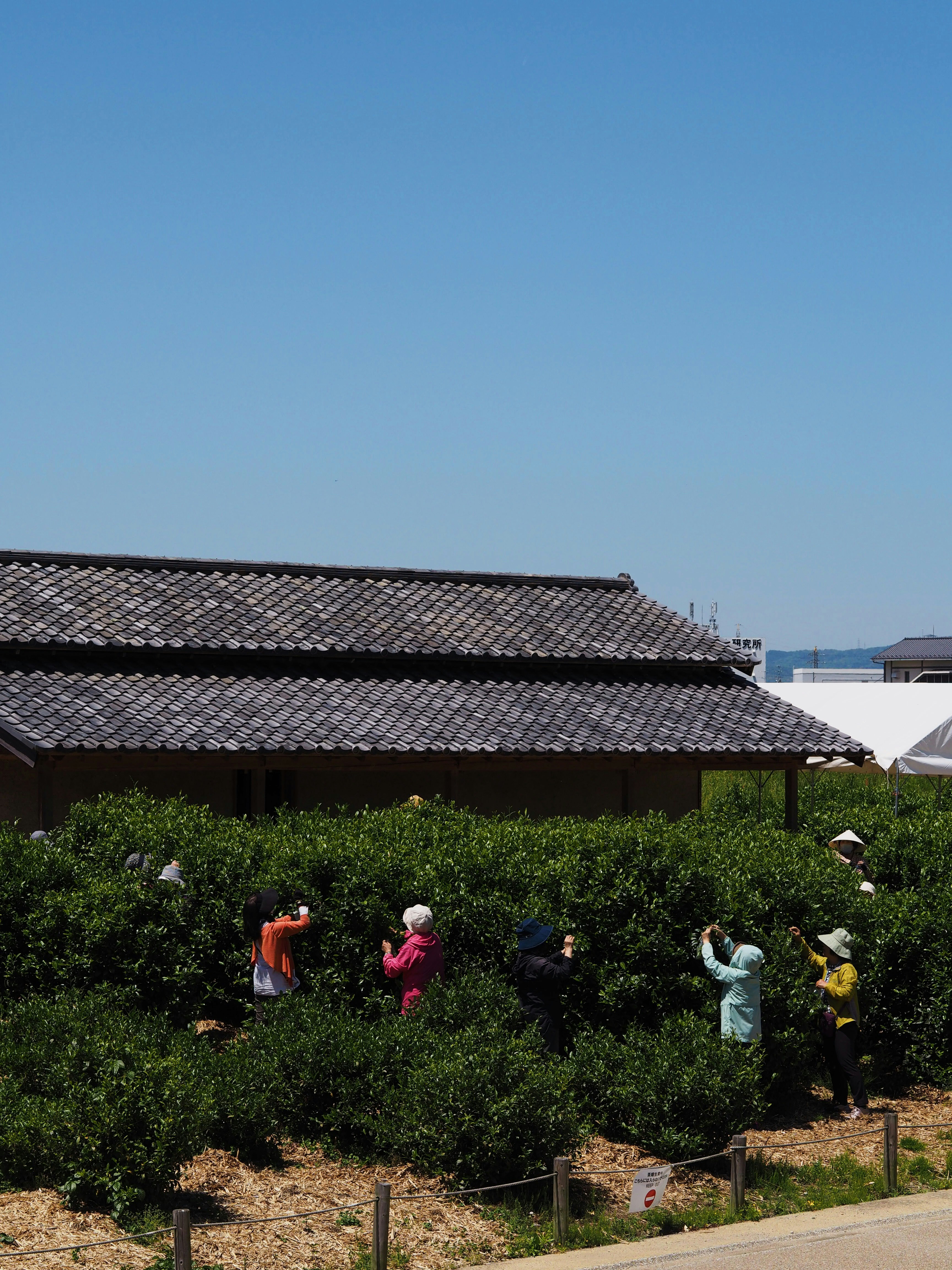 Le persone stanno raccogliendo le foglie di tè in un campo soleggiato.