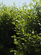 Lush, green leaves fill this vibrant bush.