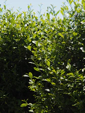Lush, green leaves fill this vibrant bush.