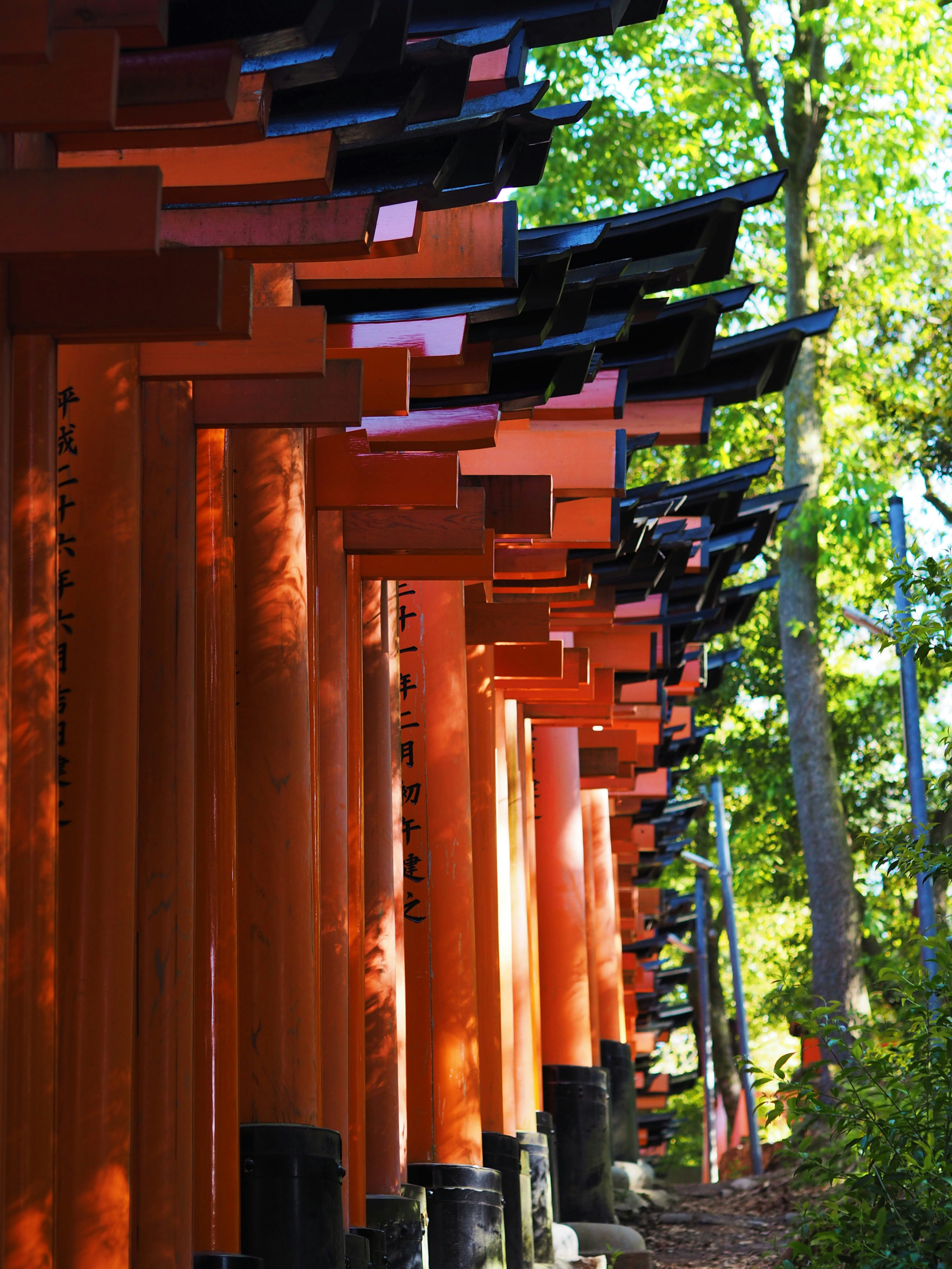 I cancelli torii rossi fiancheggiano un sentiero in una foresta.