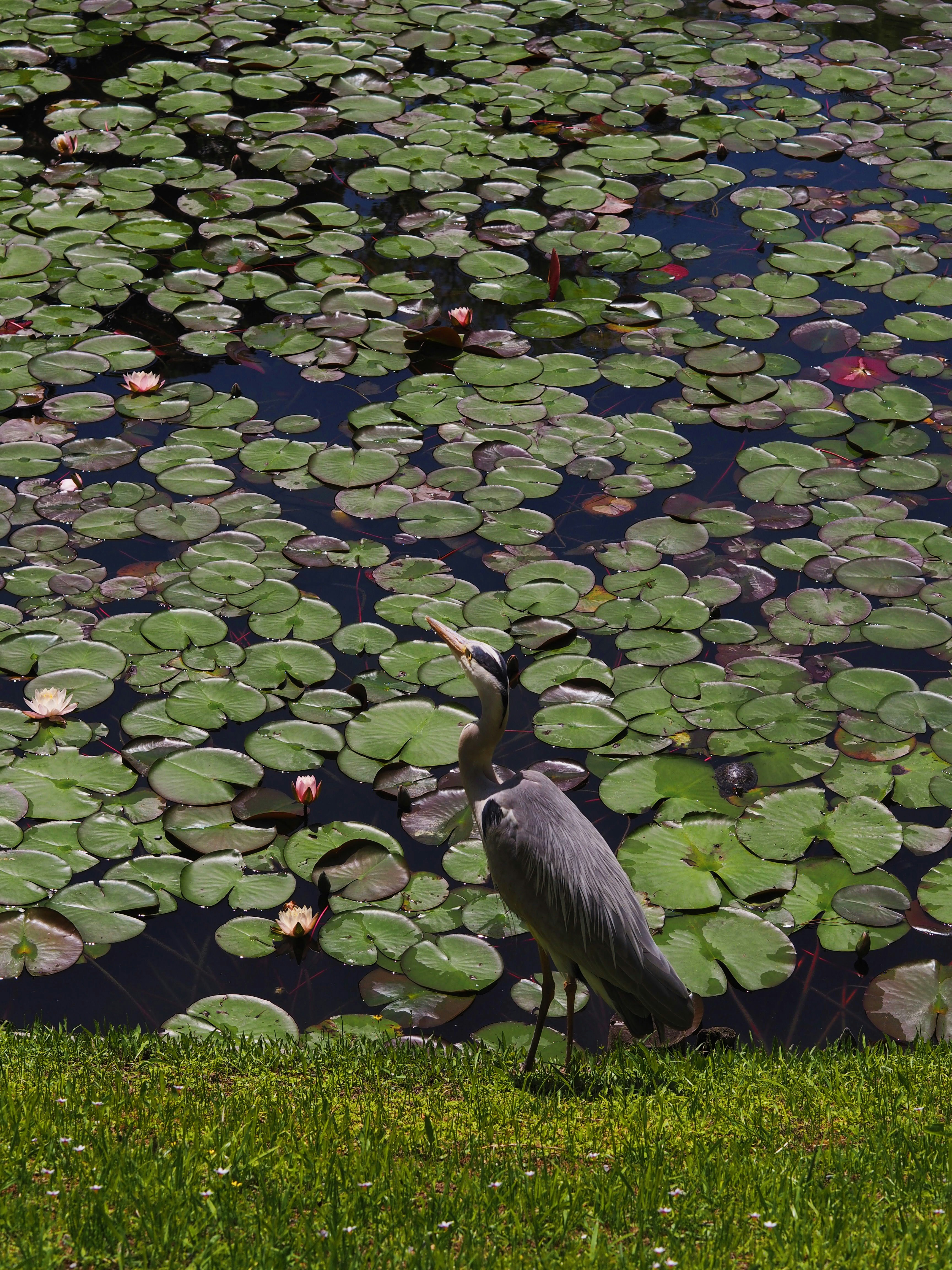 Un grande airone azzurro si trova vicino a uno stagno di ninfee.