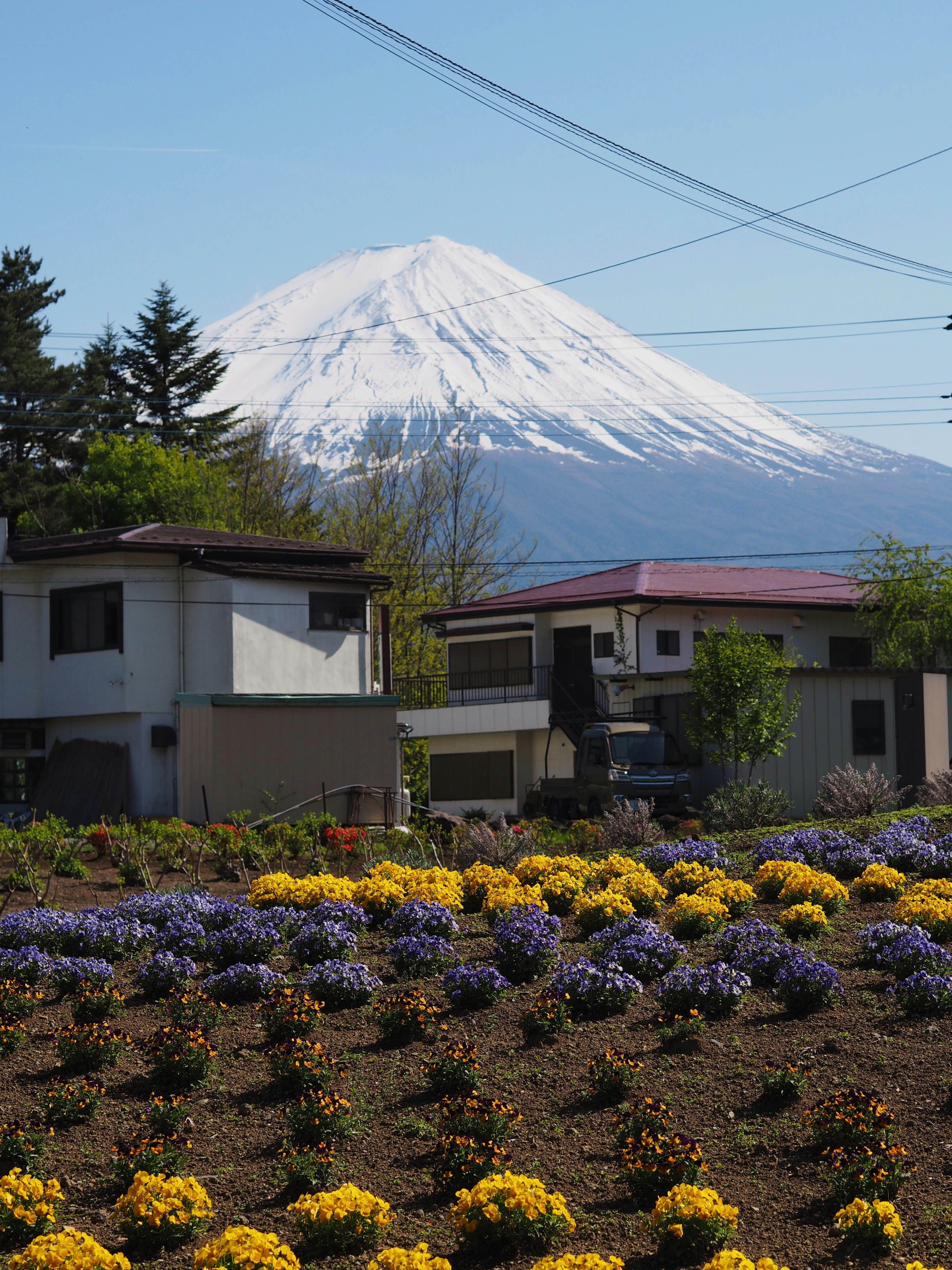 Case e fiori con il monte fuji sullo sfondo.