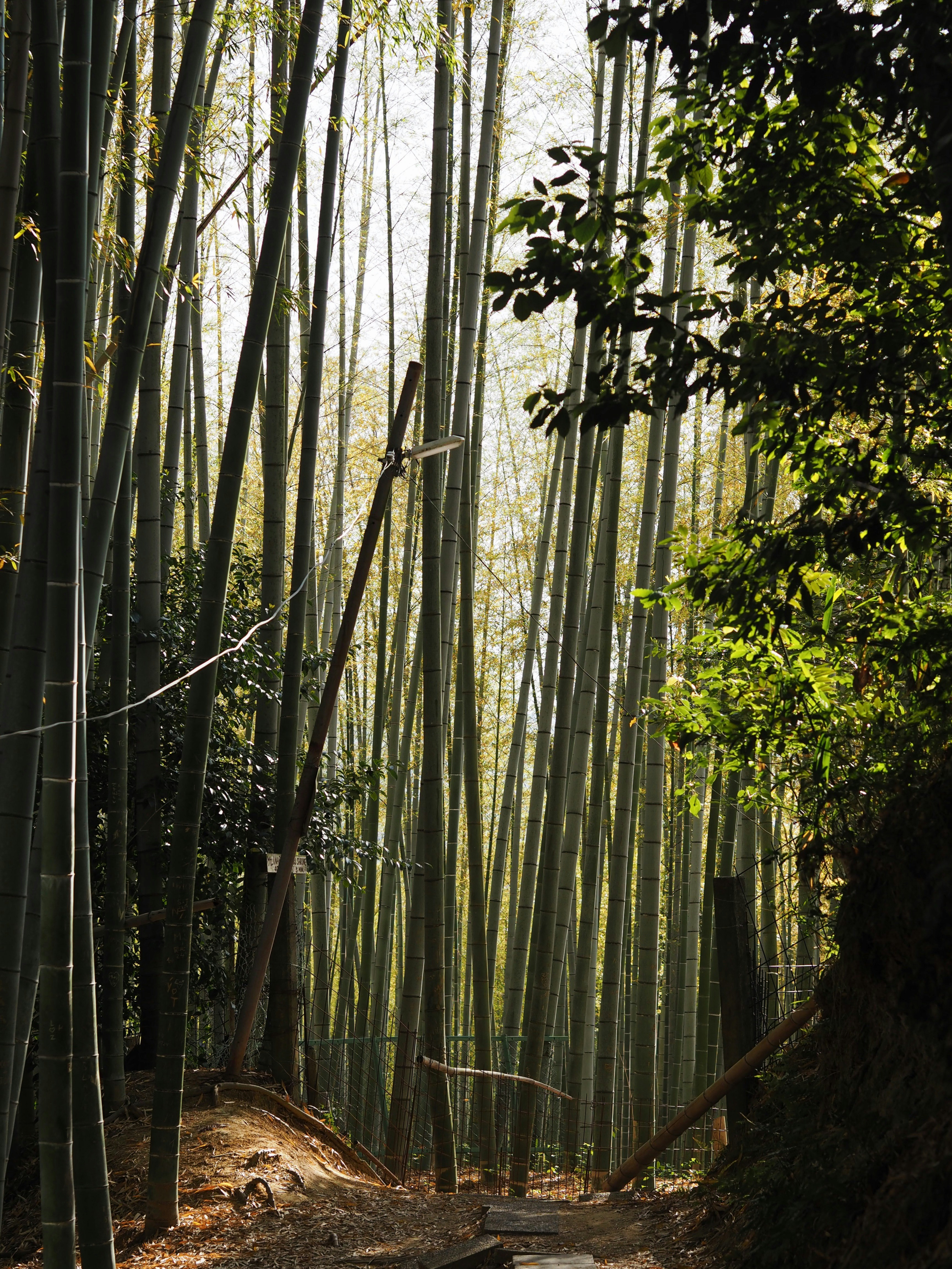Un sentiero si snoda attraverso una fitta foresta di bambù.