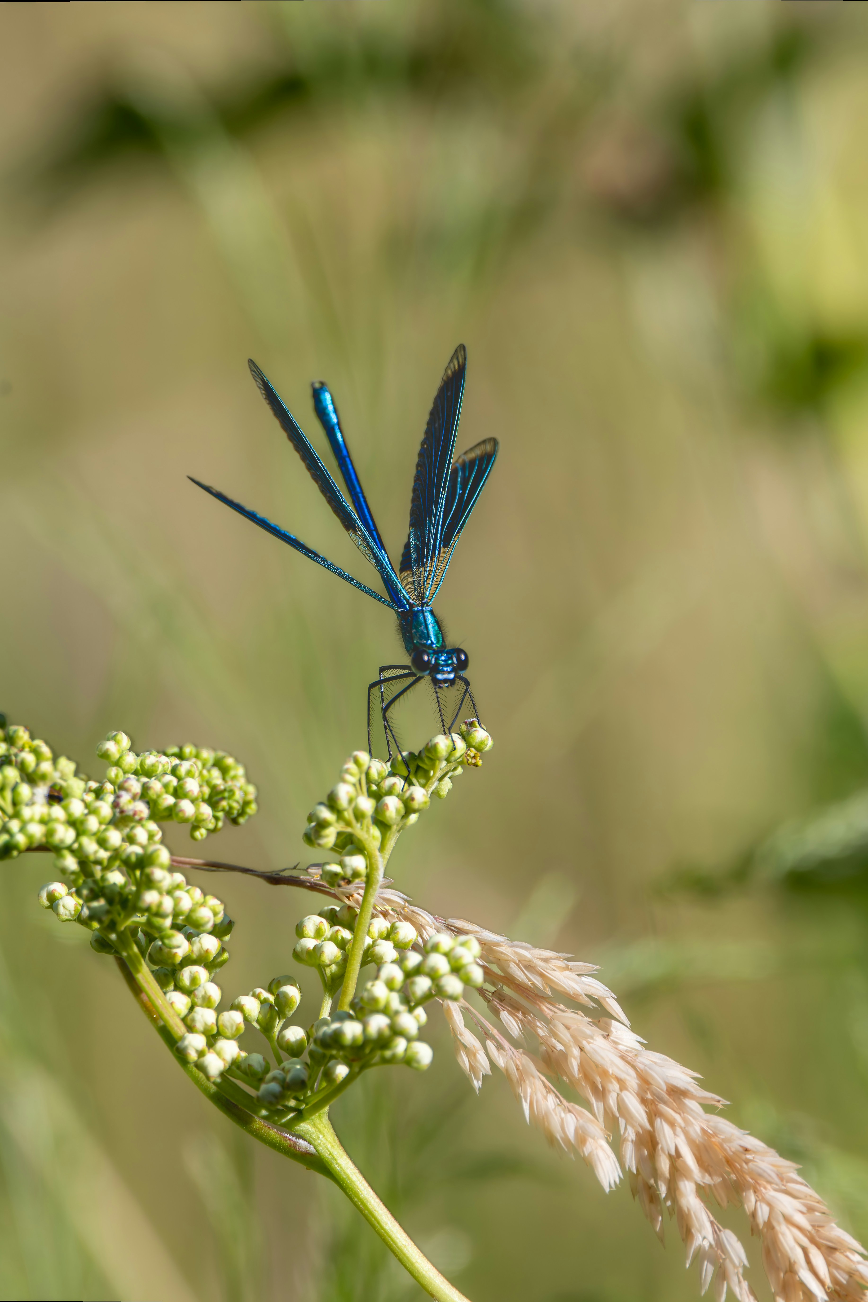 Photo by siegfriedpoepperl