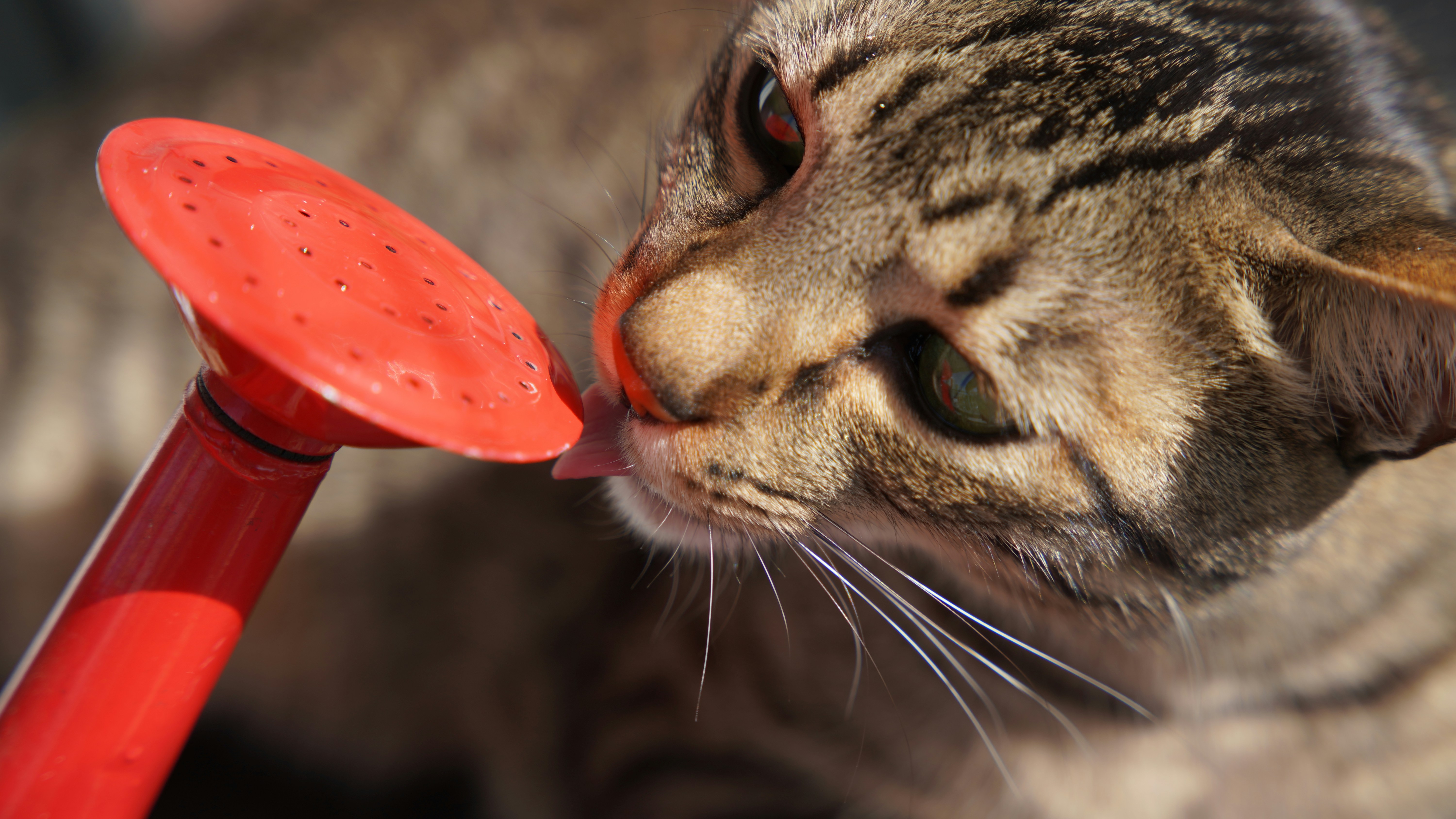 Cat licking the spout of a watering can.