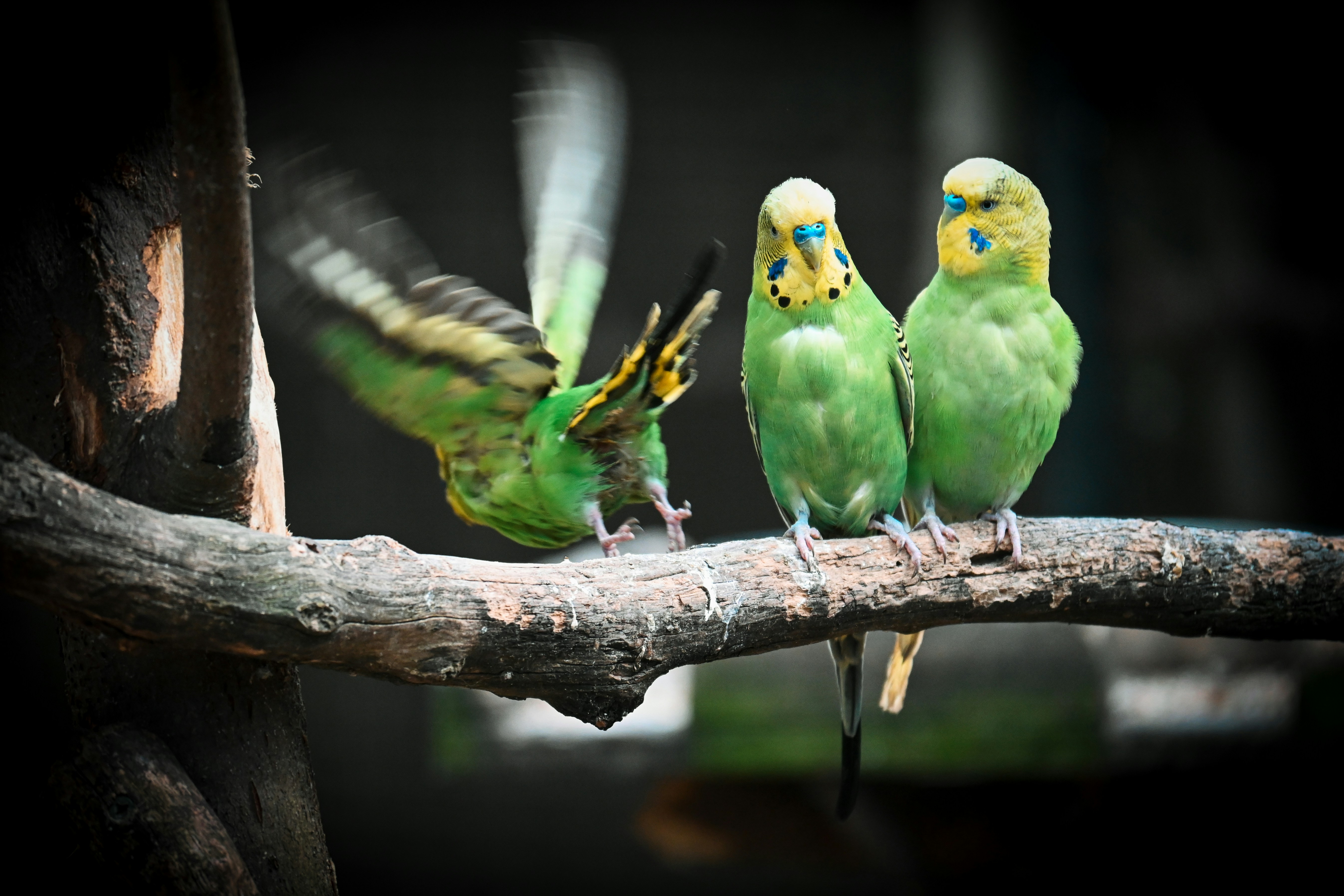 Three budgies rest on a branch, one taking flight.