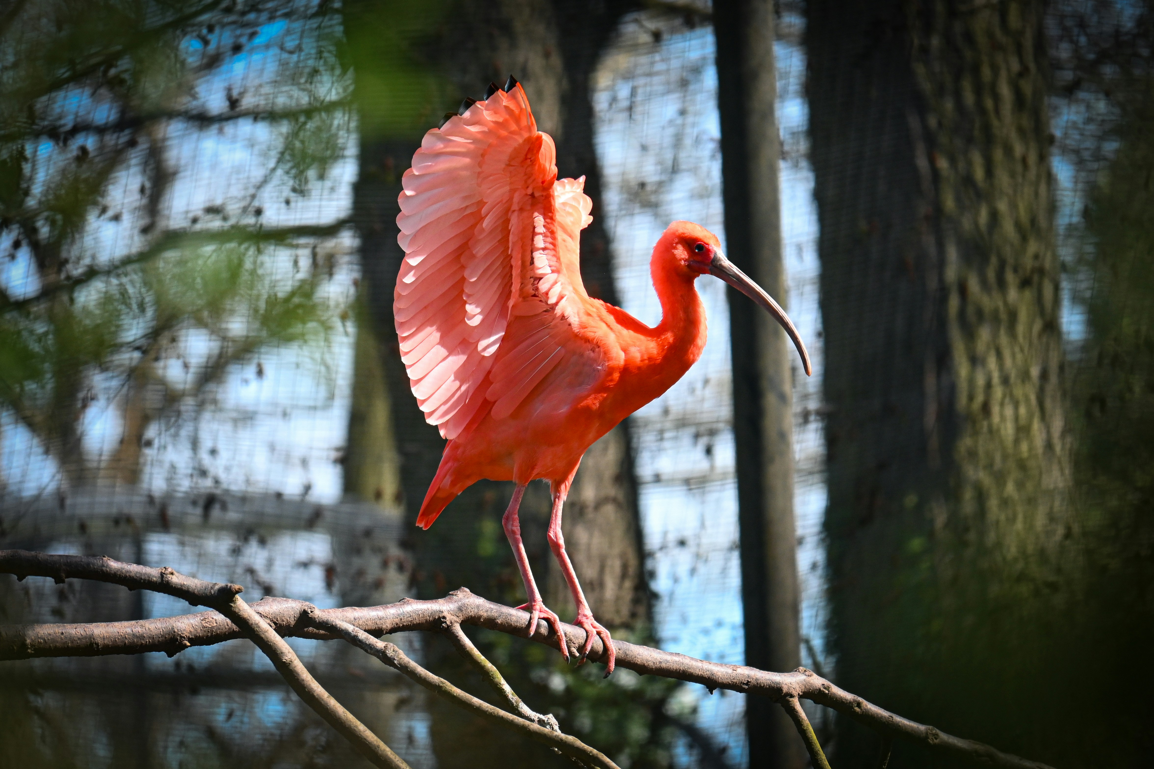 An orange bird stands on a branch with open wings.