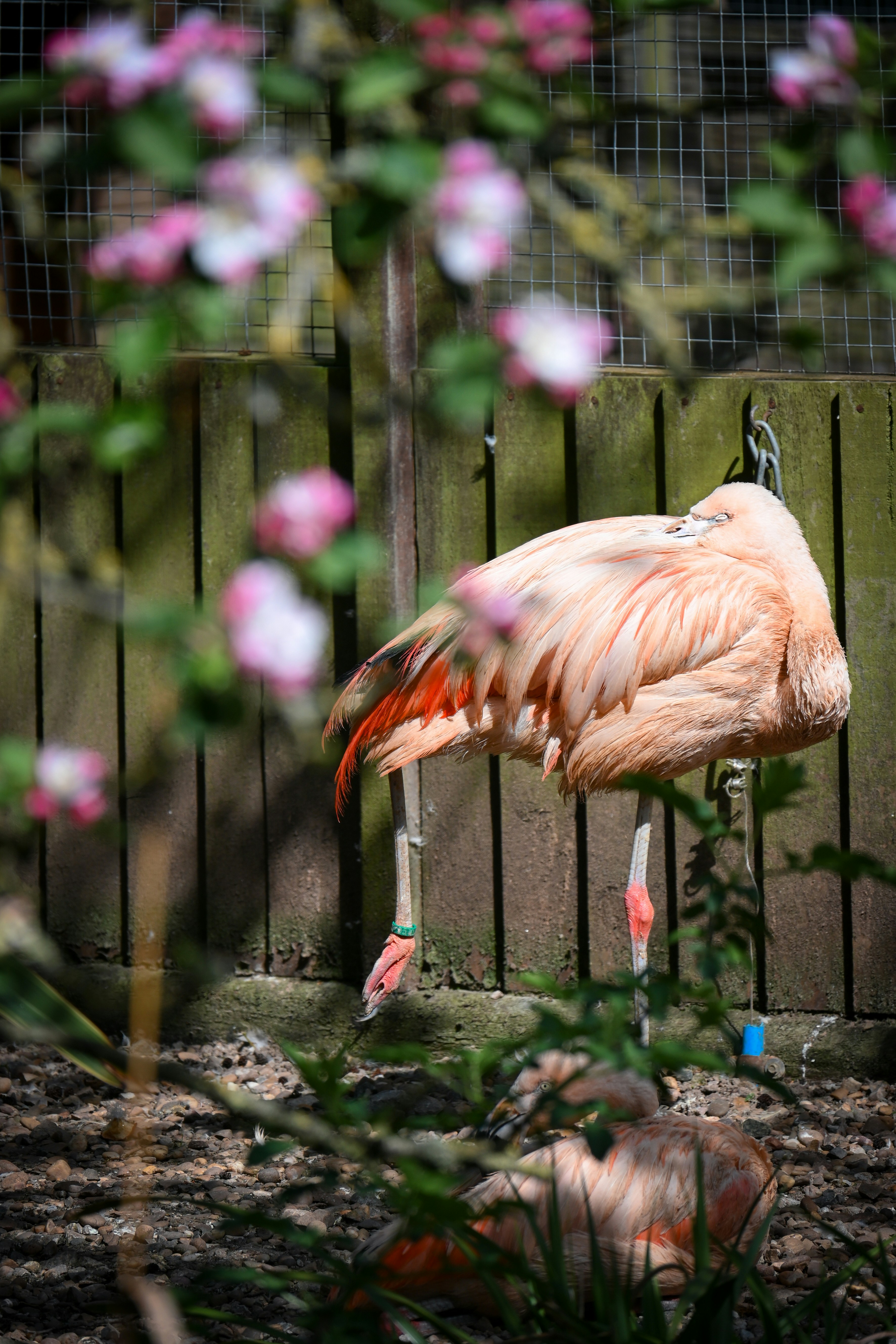 A flamingo rests near a wooden fence.