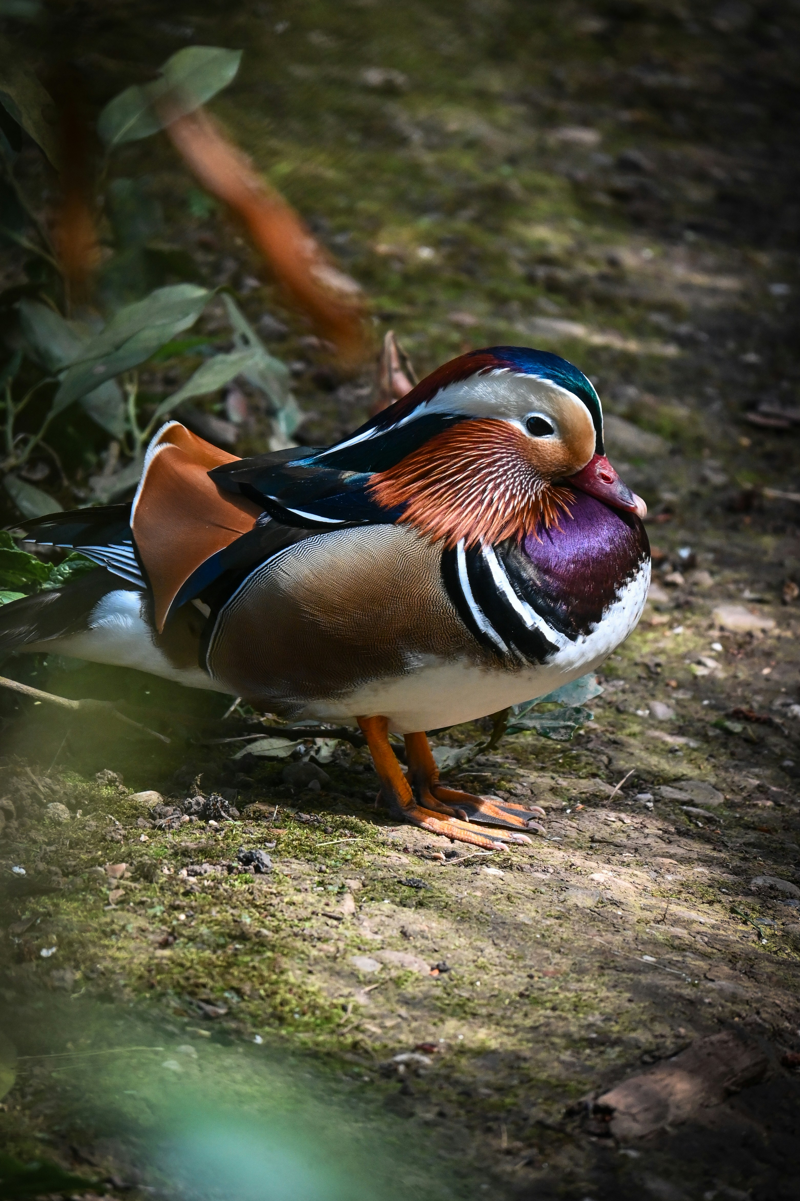 A colorful mandarin duck rests on the ground.