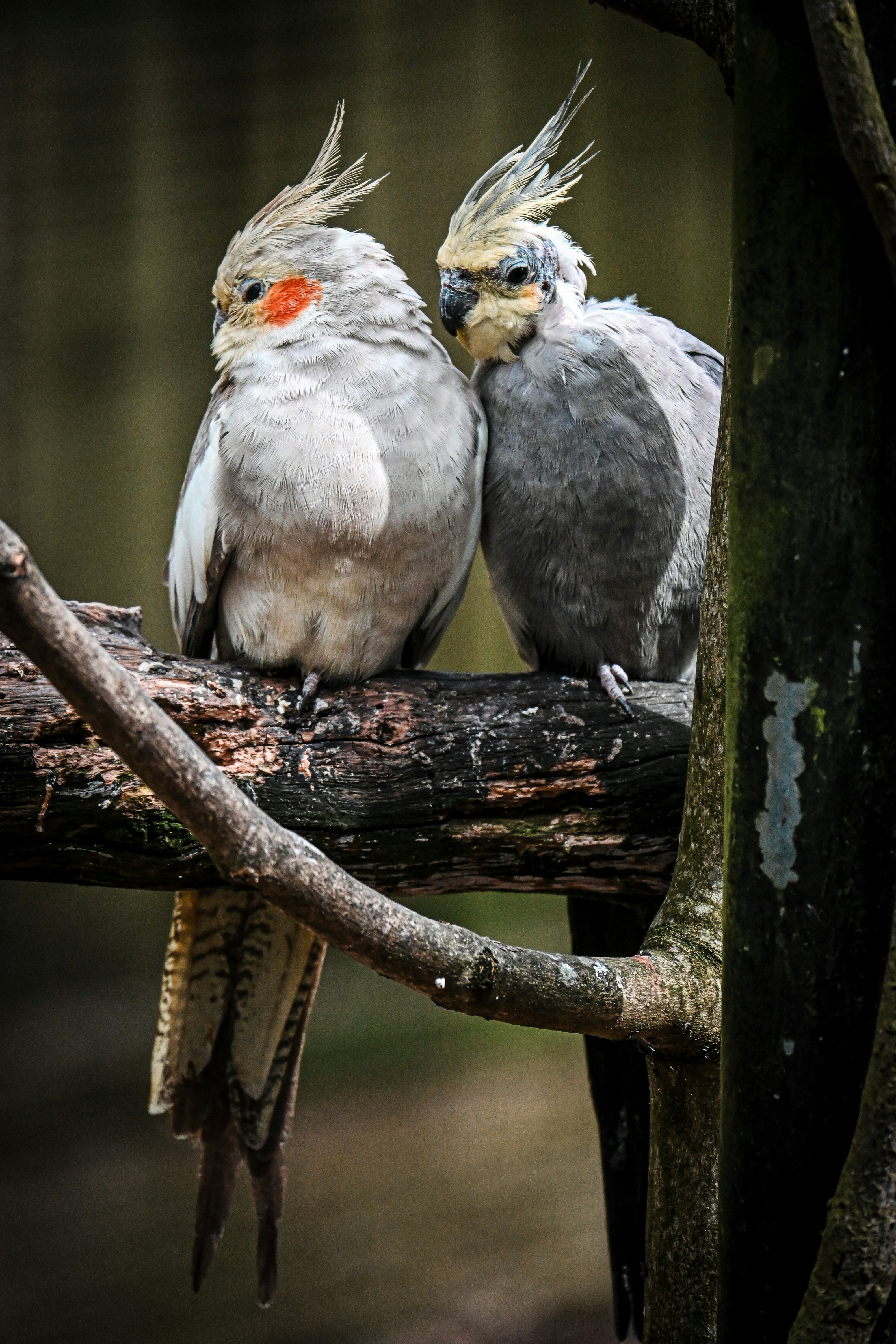 Two cockatiels perch together on a branch.