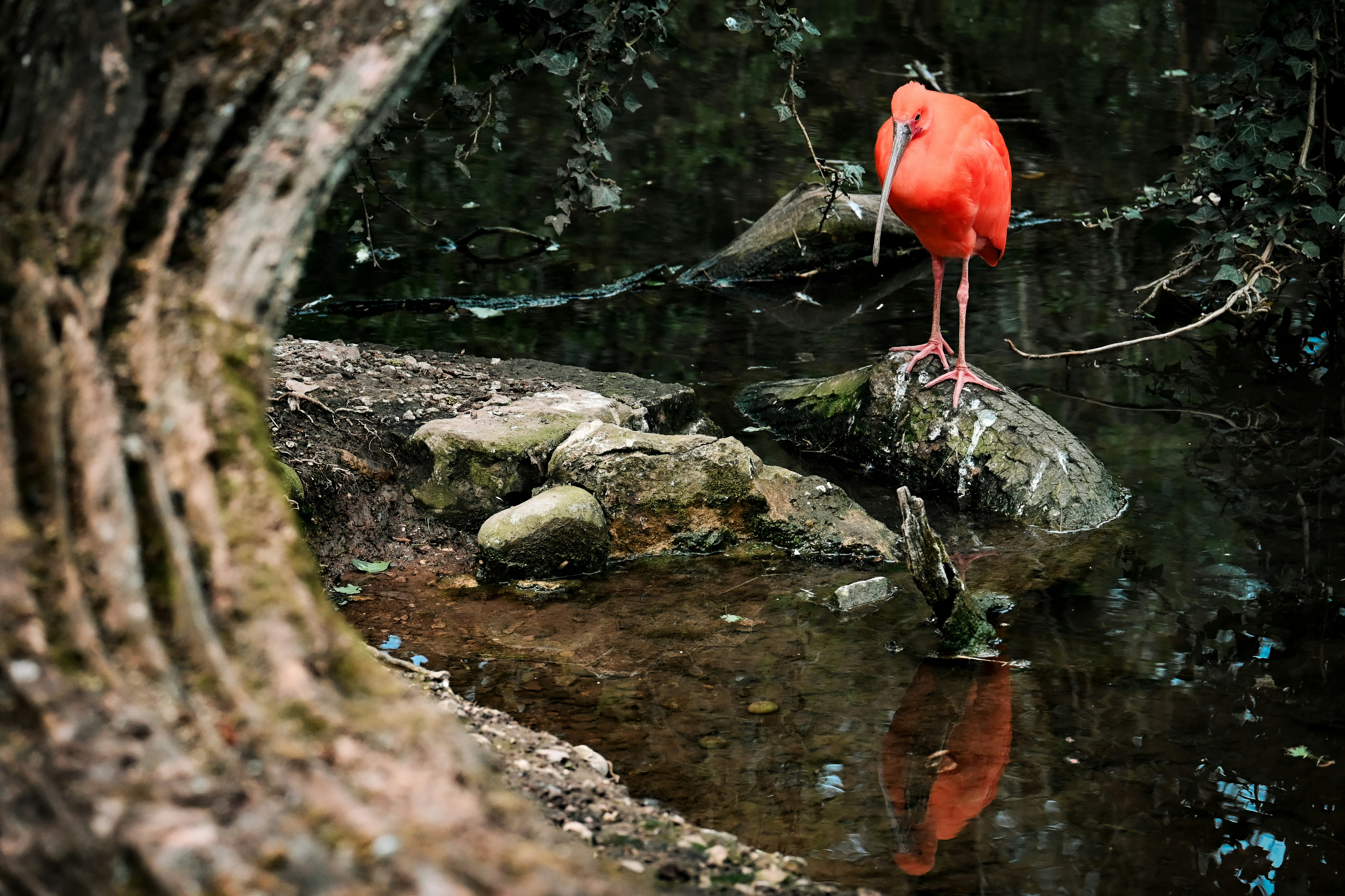 A vibrant red bird stands on a rock.