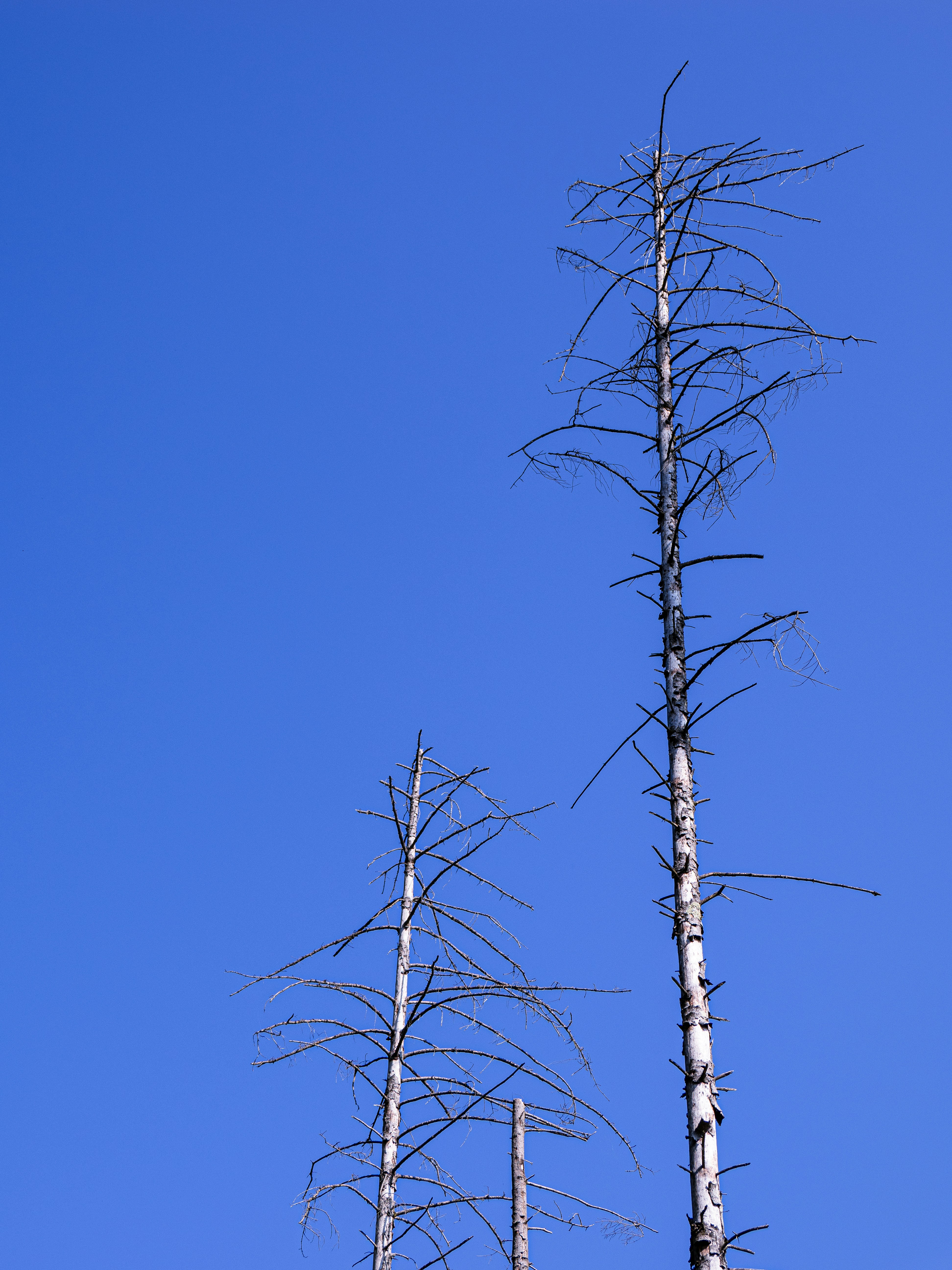 Photo by gopitri_prem