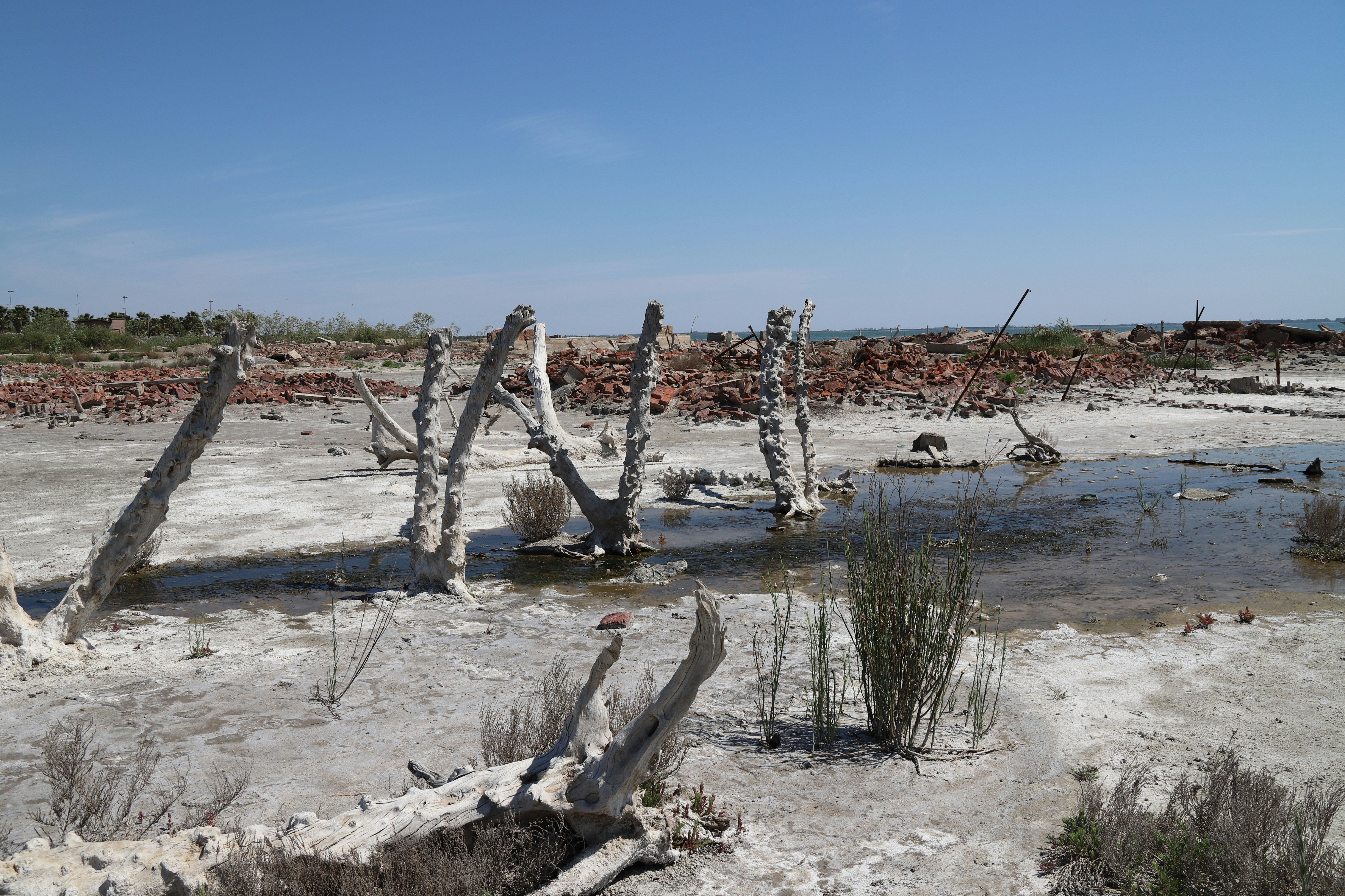 Dried-up landscape features weathered, dead trees and shrubs.