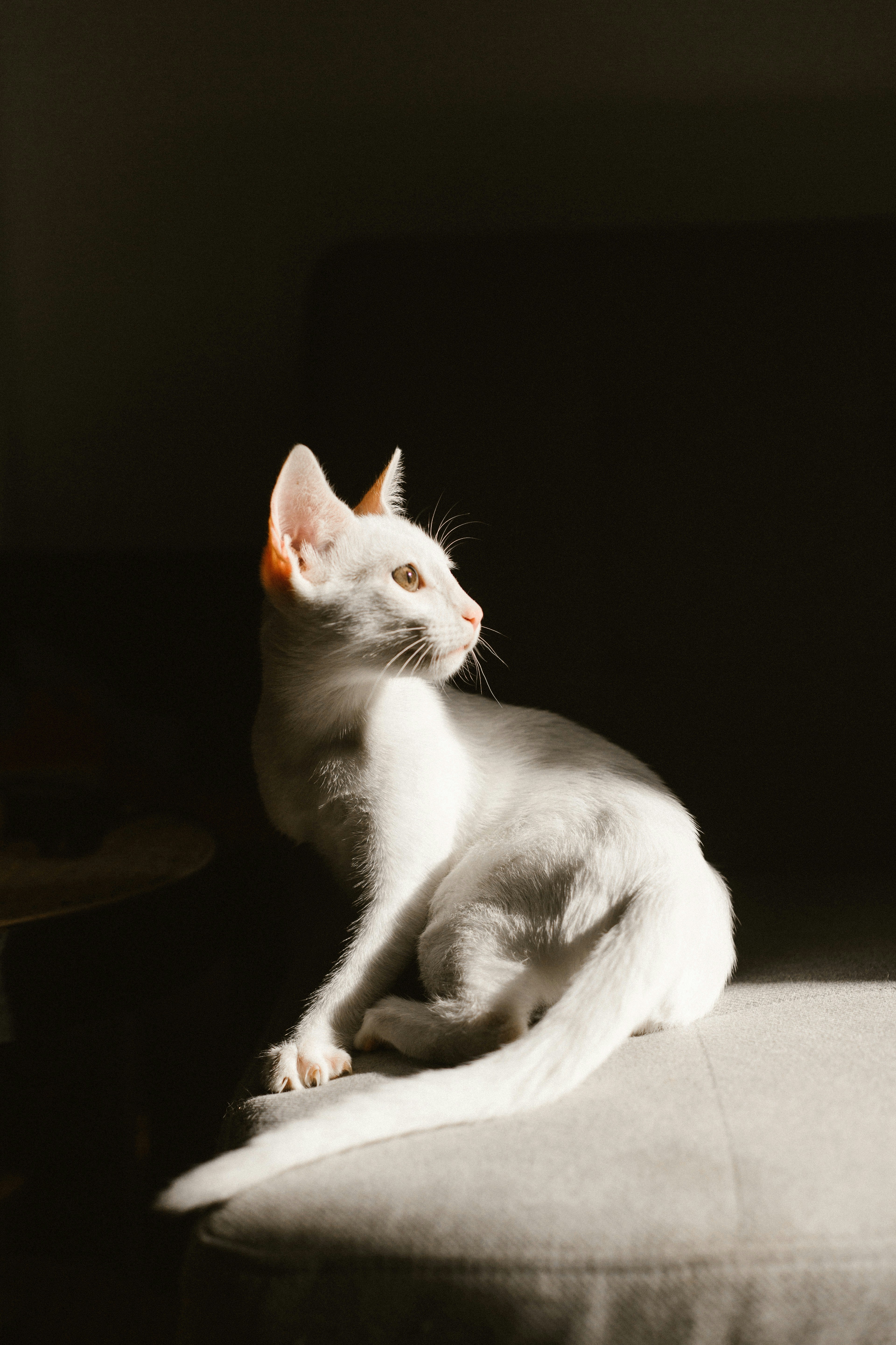 A white cat sits in the sunlight.