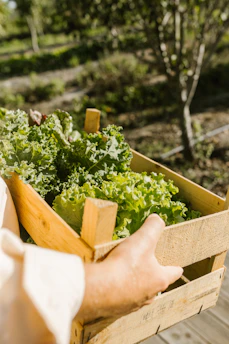 Farmer carries a wooden crate of fresh lettuce.