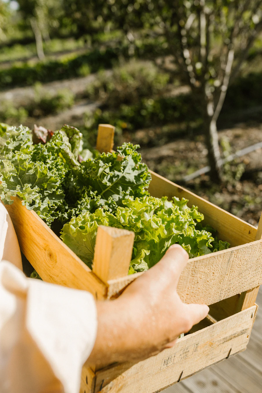 A farmer holding a crate of fresh lettuce at a grower loading dock ready for transport