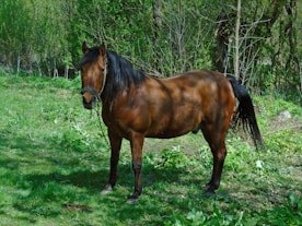 Quater Horse for sale