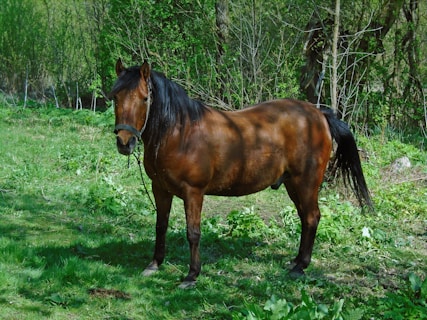 Quater Horse for sale