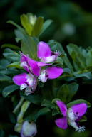 Purple flowers bloom among green leaves.