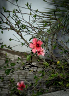 Pink hibiscus flowers bloom amidst green leaves.