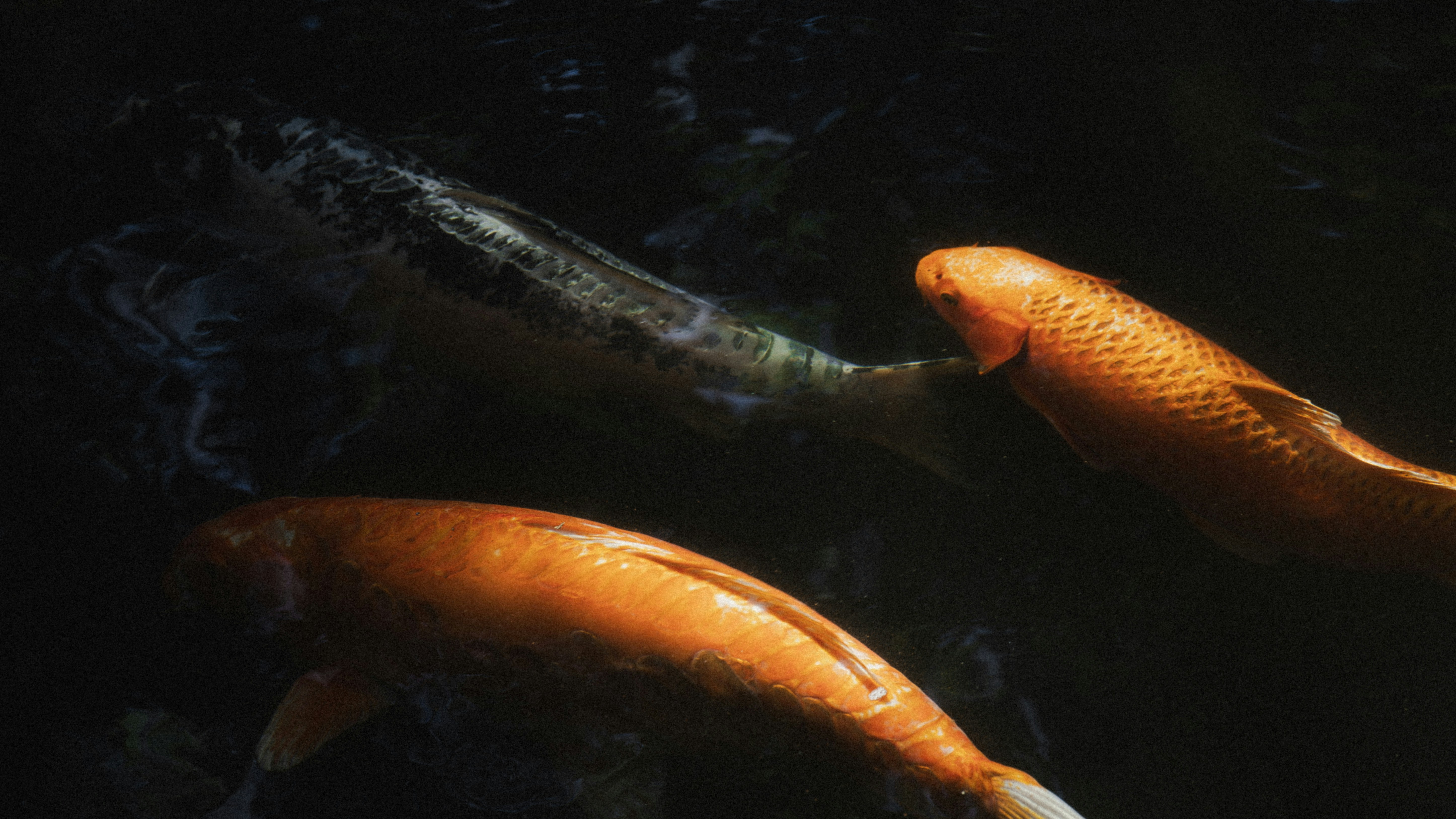 Ikan koi berenang di air yang gelap dan keruh.