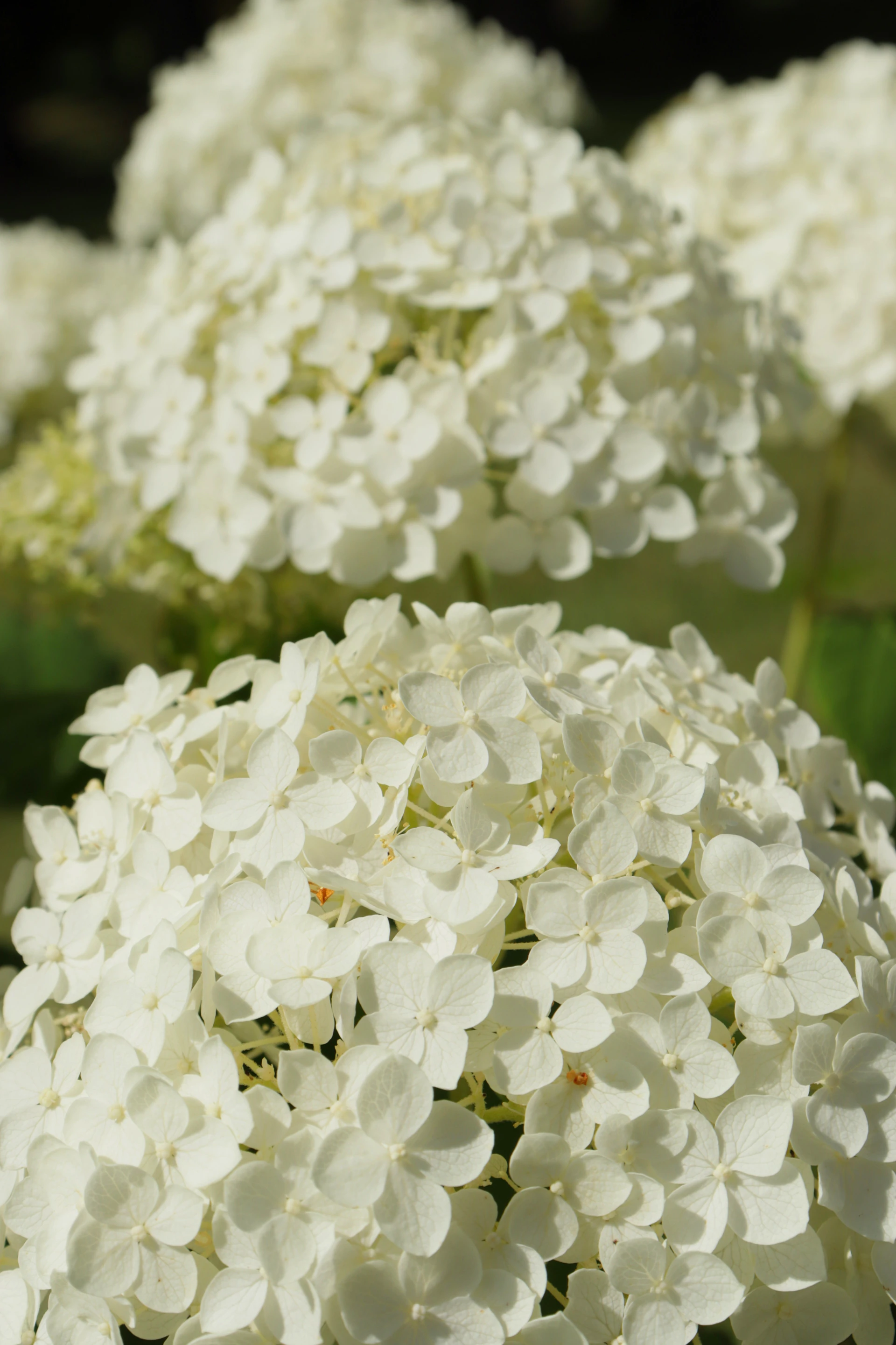 White hydrangea flowers are blooming beautifully in the sun.