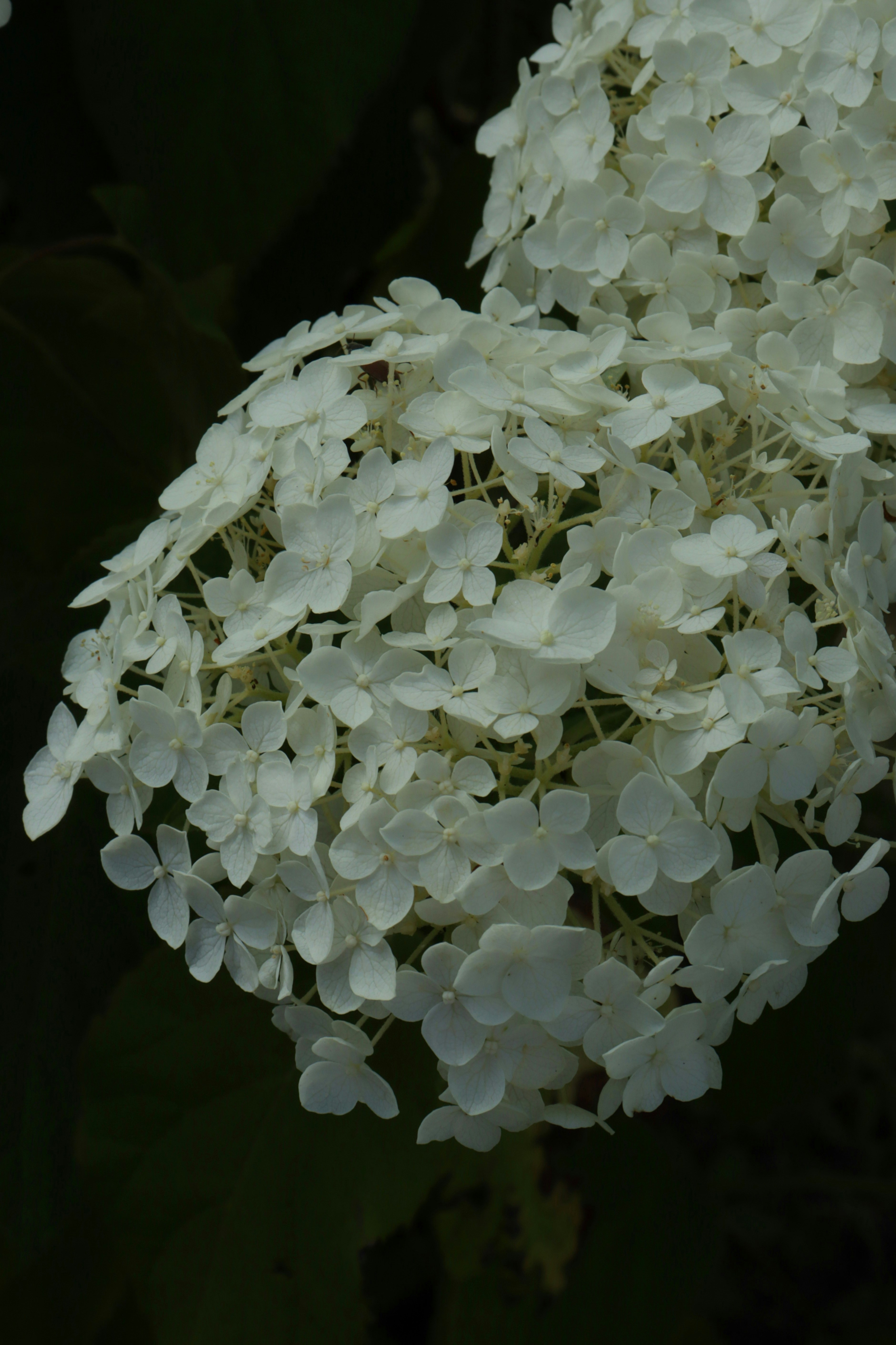 Photo by bored_mongoose