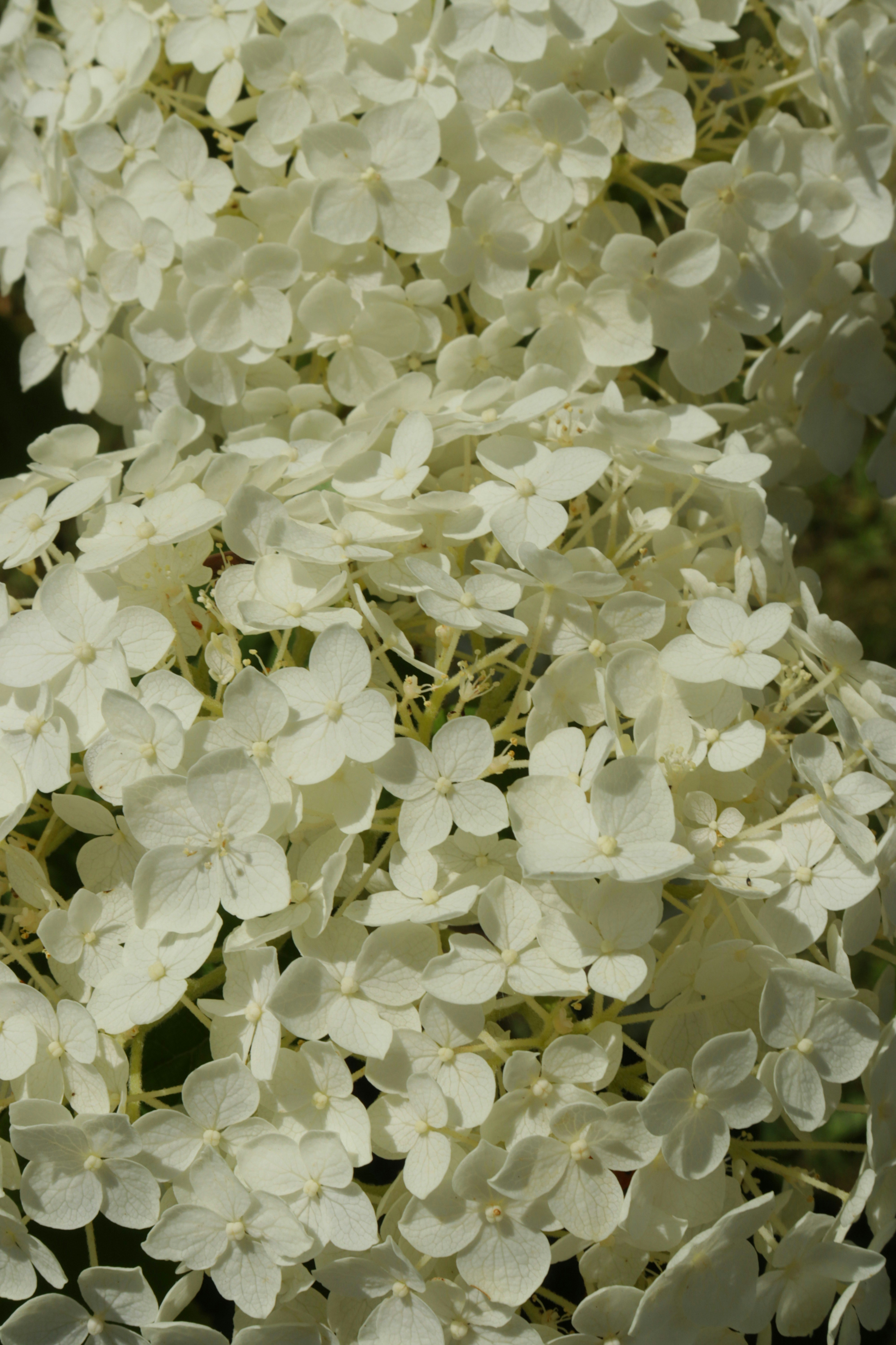 Photo by bored_mongoose