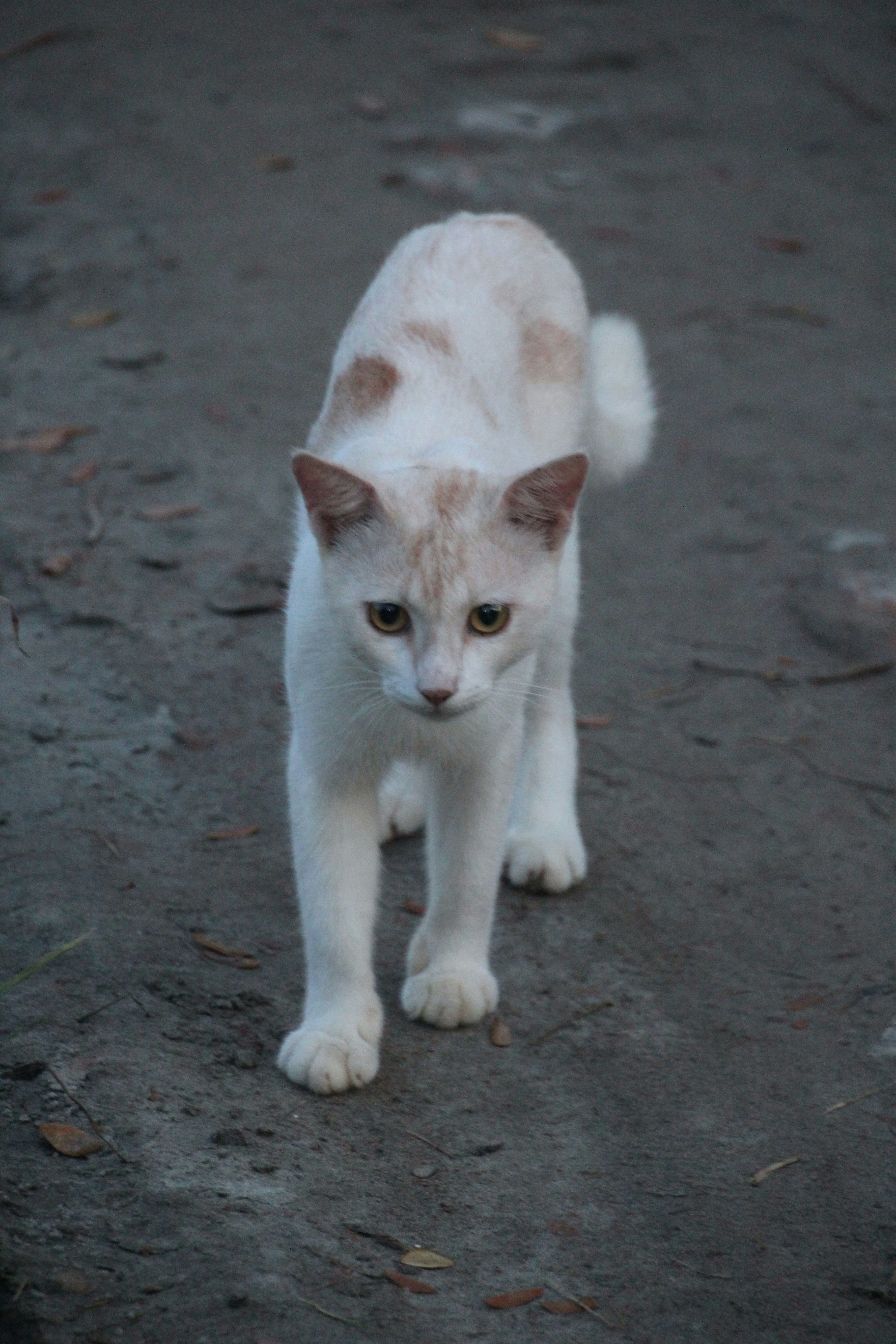 Birman Cats: Sacred Temple Cats with White Gloves (image credits: unsplash)