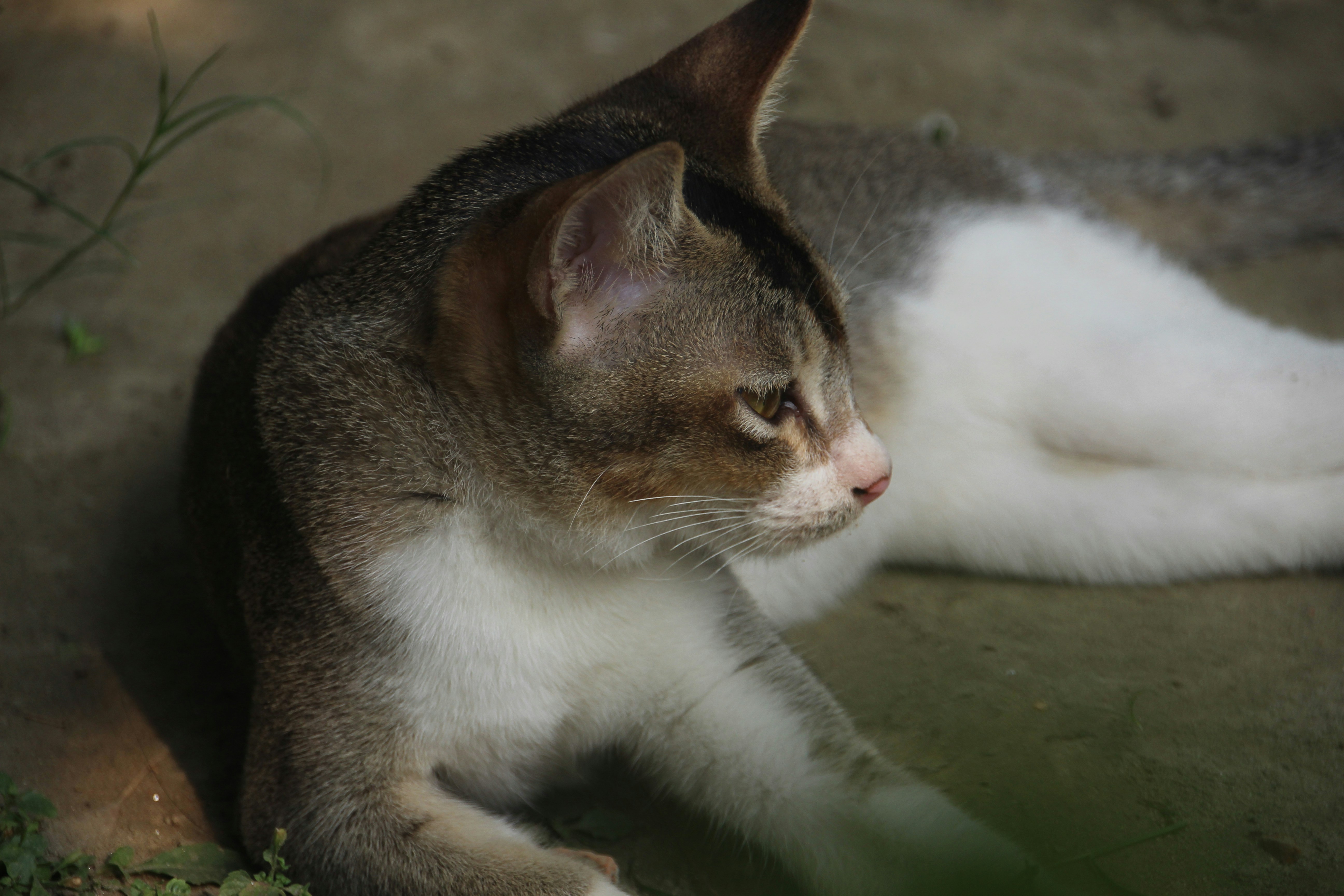 A cat relaxes and looks pensively to the side.